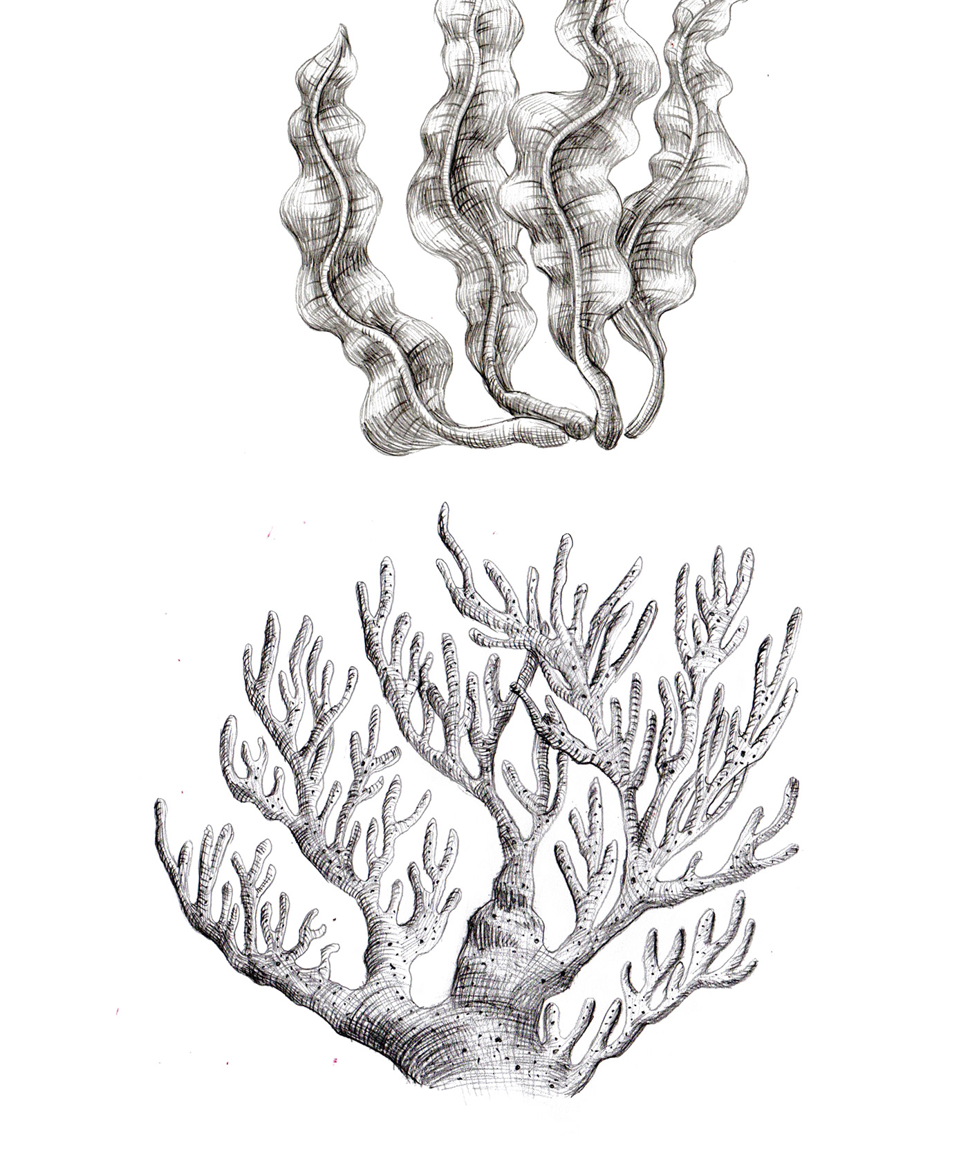 sketch corals tentacles