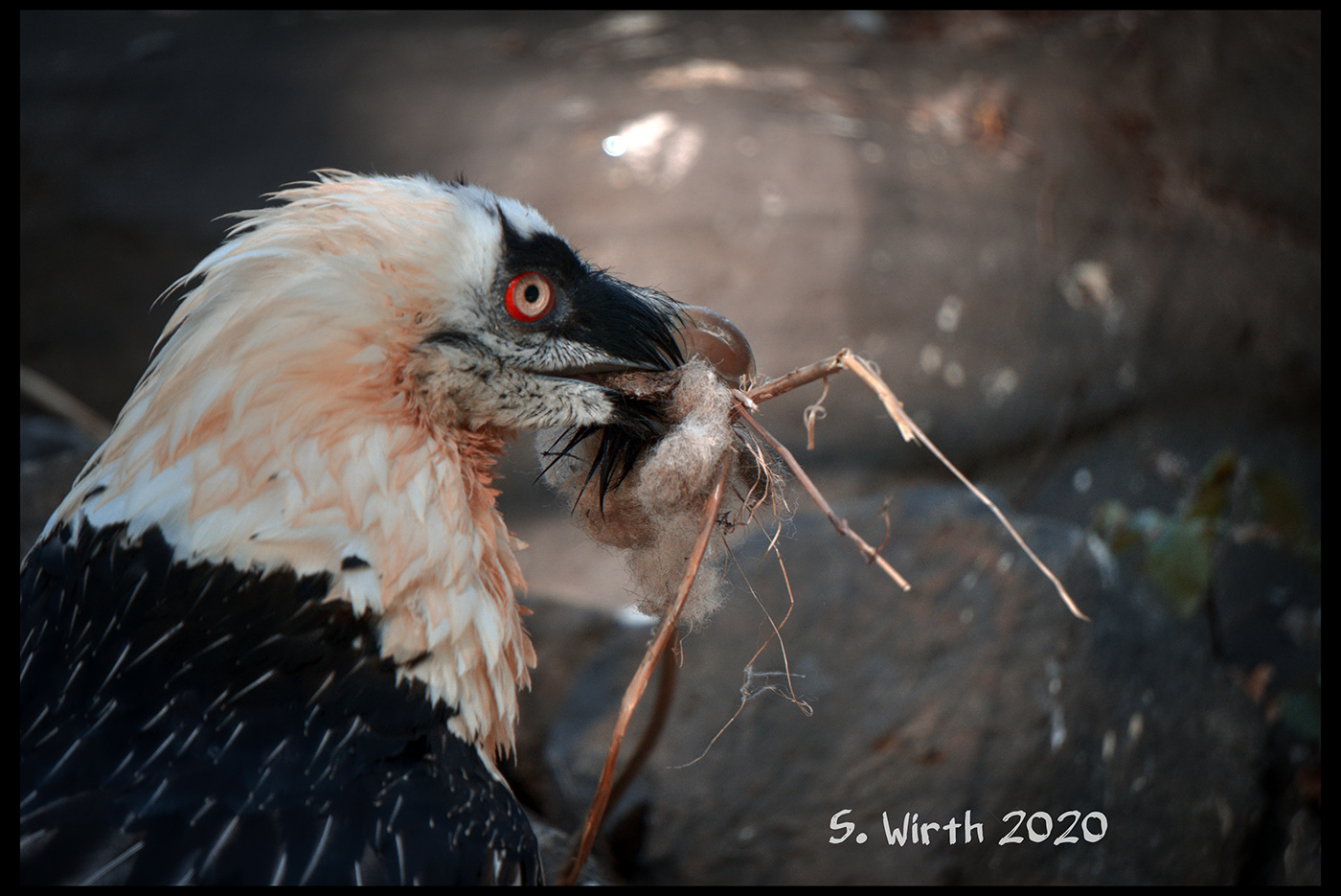 august 2020 Behavior bird Gypaetus barbatus nesting Stefan F. Wirth vulture zoo berlin