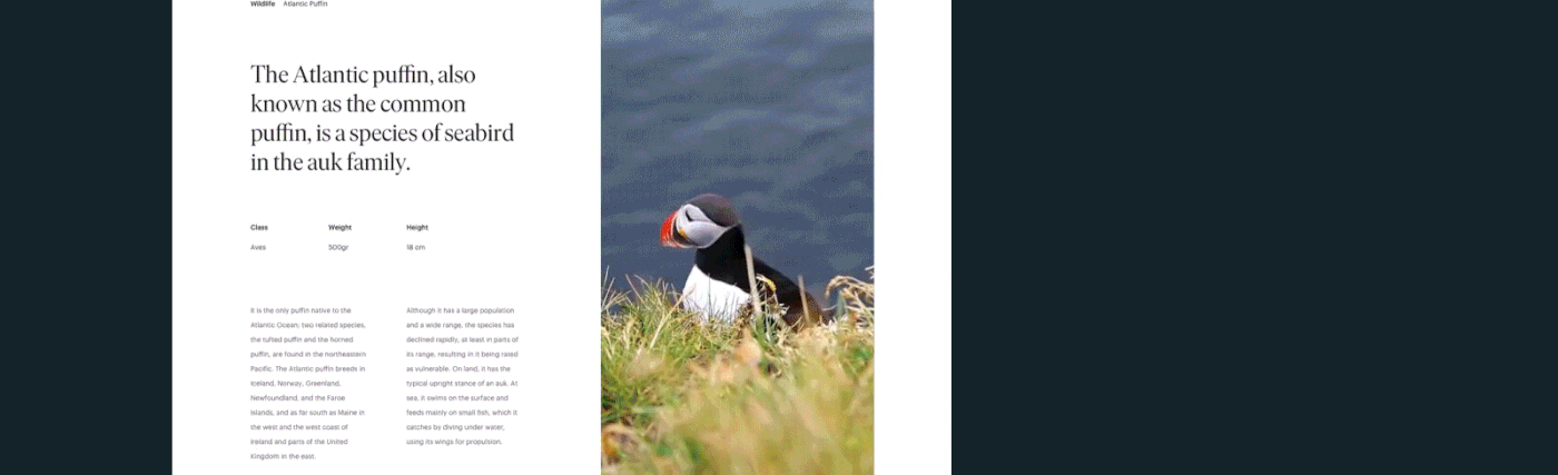 video that reinforces the story about the atlantic puffin