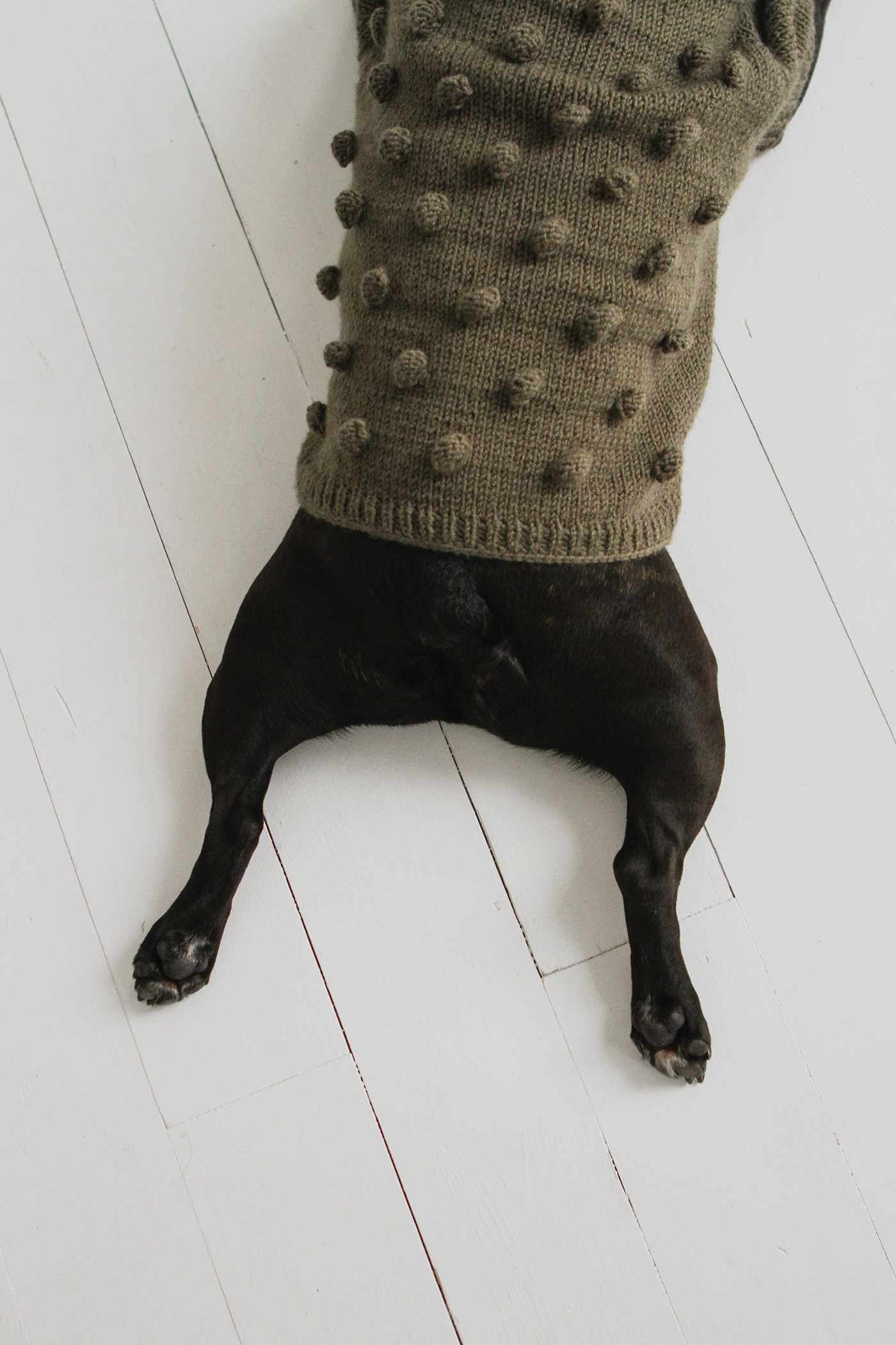 clothes dogs pets Sweaters