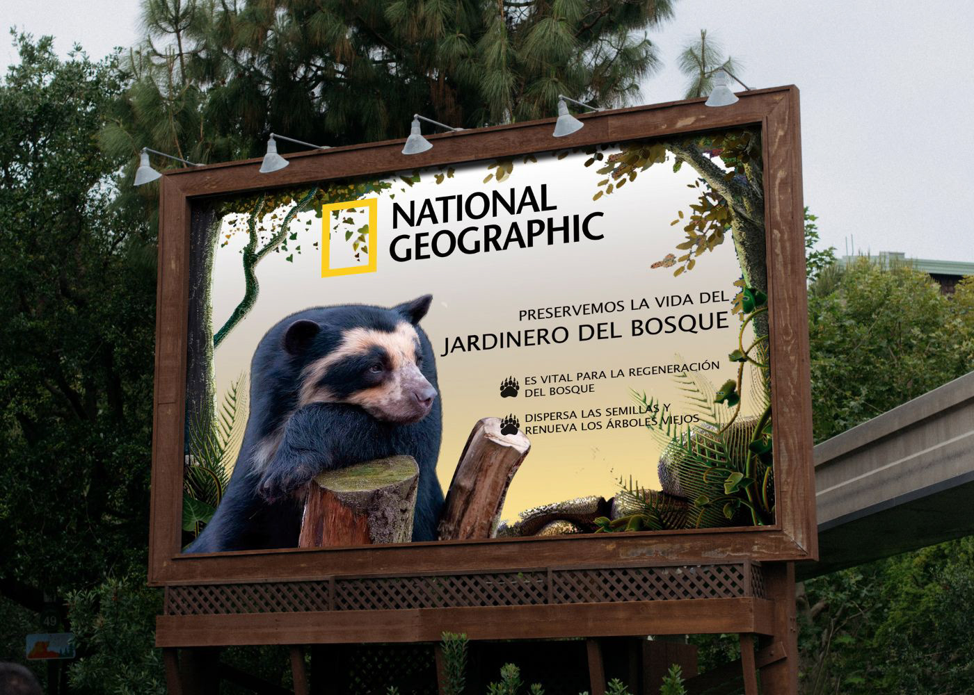 animals national geographic bear publicidad diseño gráfico design bosque oso