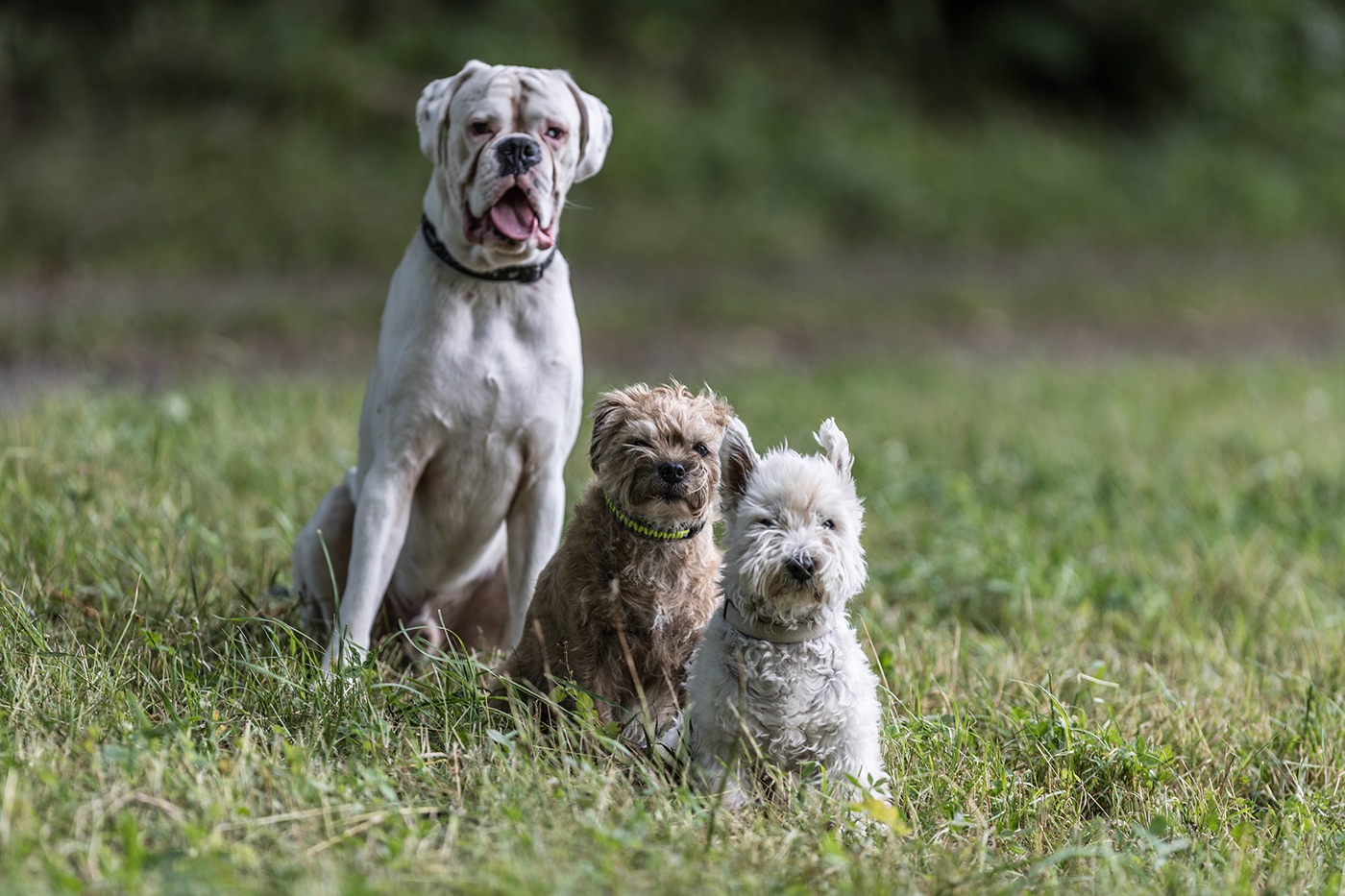 Weisser Boxer Border Terrier Westi