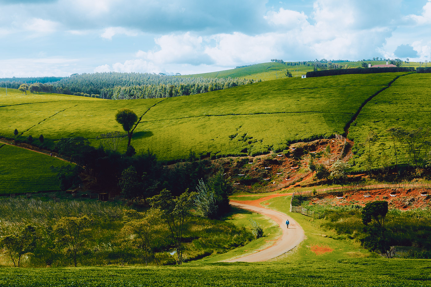 africa green Highlands kenya Landscape Nature Outdoor Photography  portrait tea