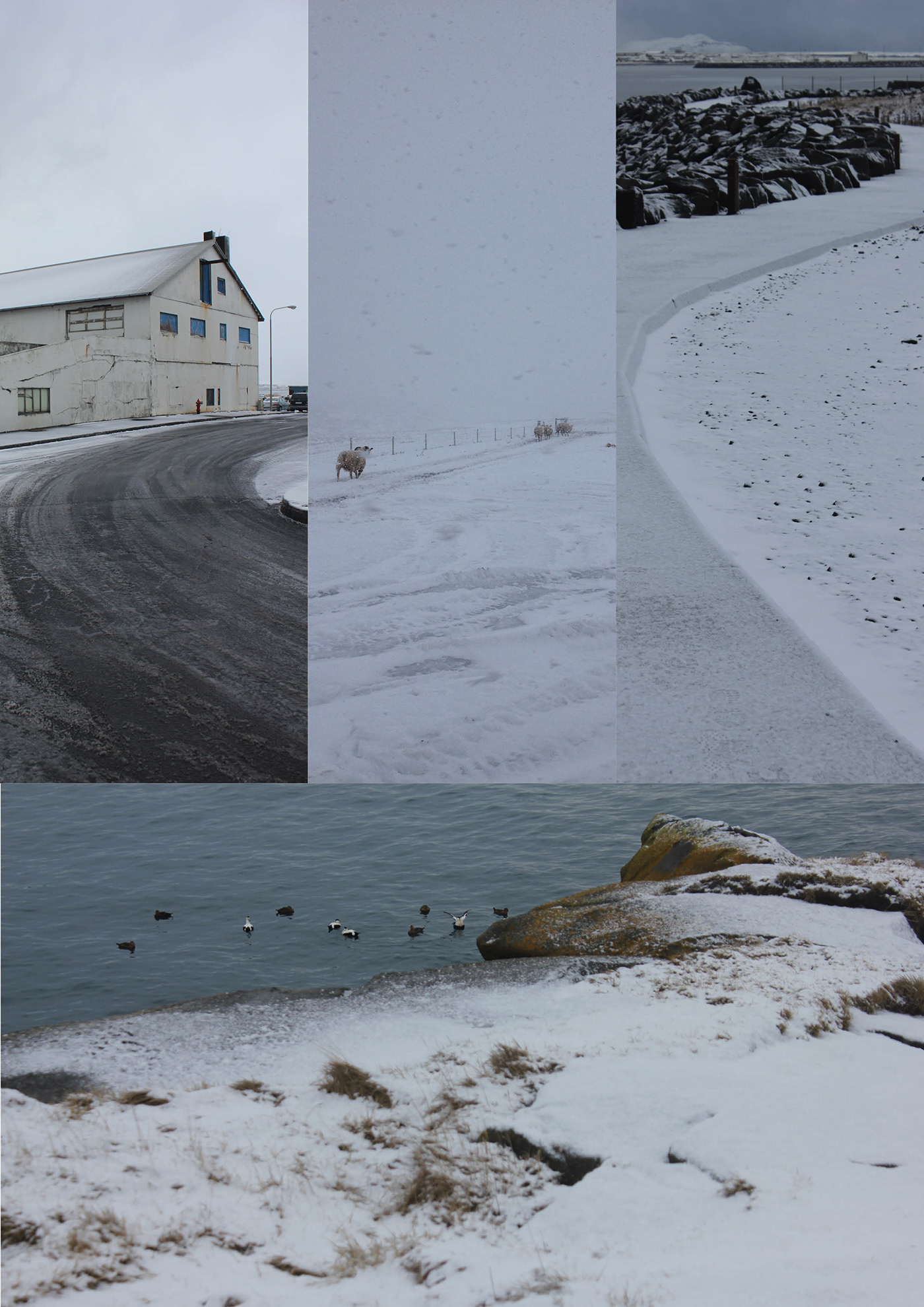 winter snow Landscape Photography  iceland Ocean editorial gullkistan Reykjavik Winter landscape