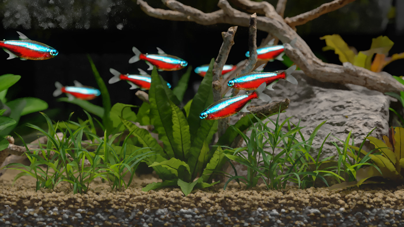 Advertising  animation  aquarium CG decorating modeling motion design paludarium phytodesign vfx