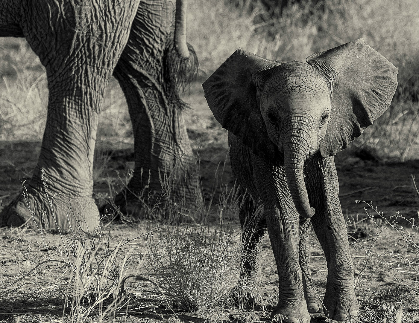 Wildlife photography elephant photographs desert elephants