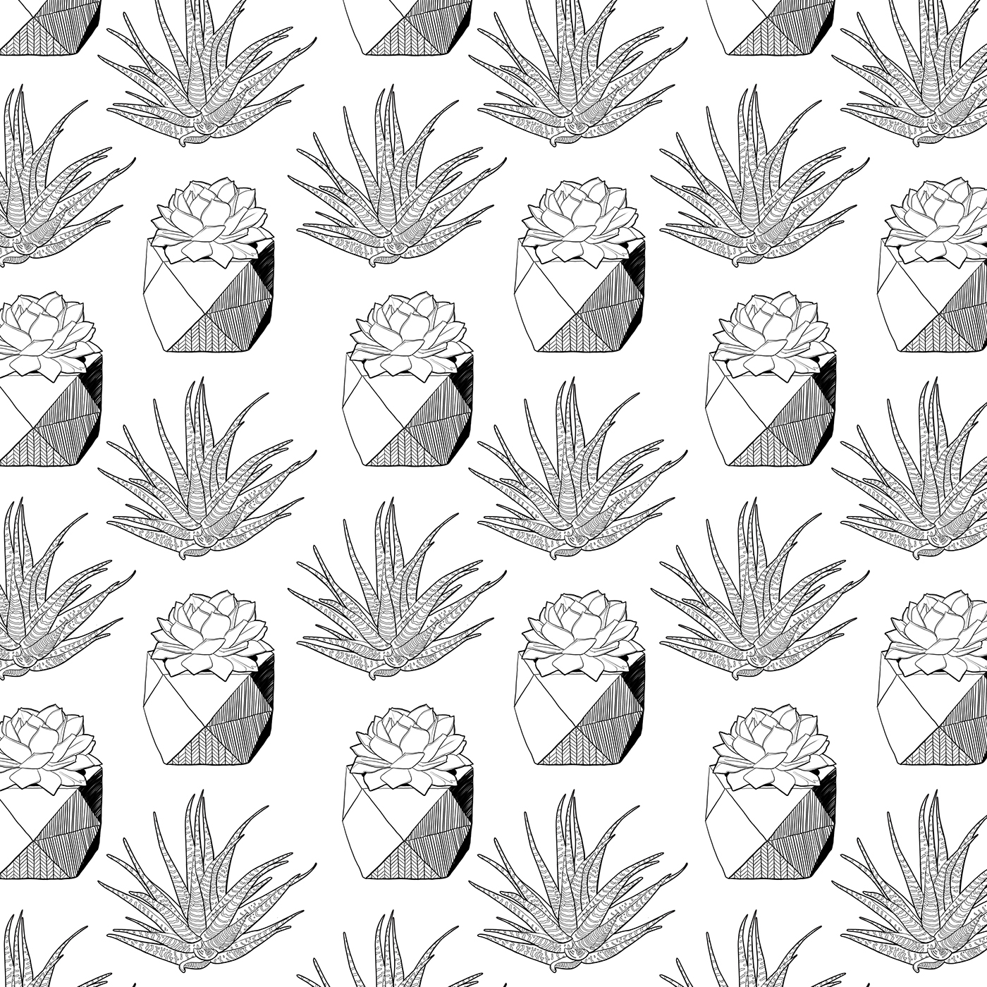 ILLUSTRATION  line-art photoshop Illustrator pattern black and white Succulent