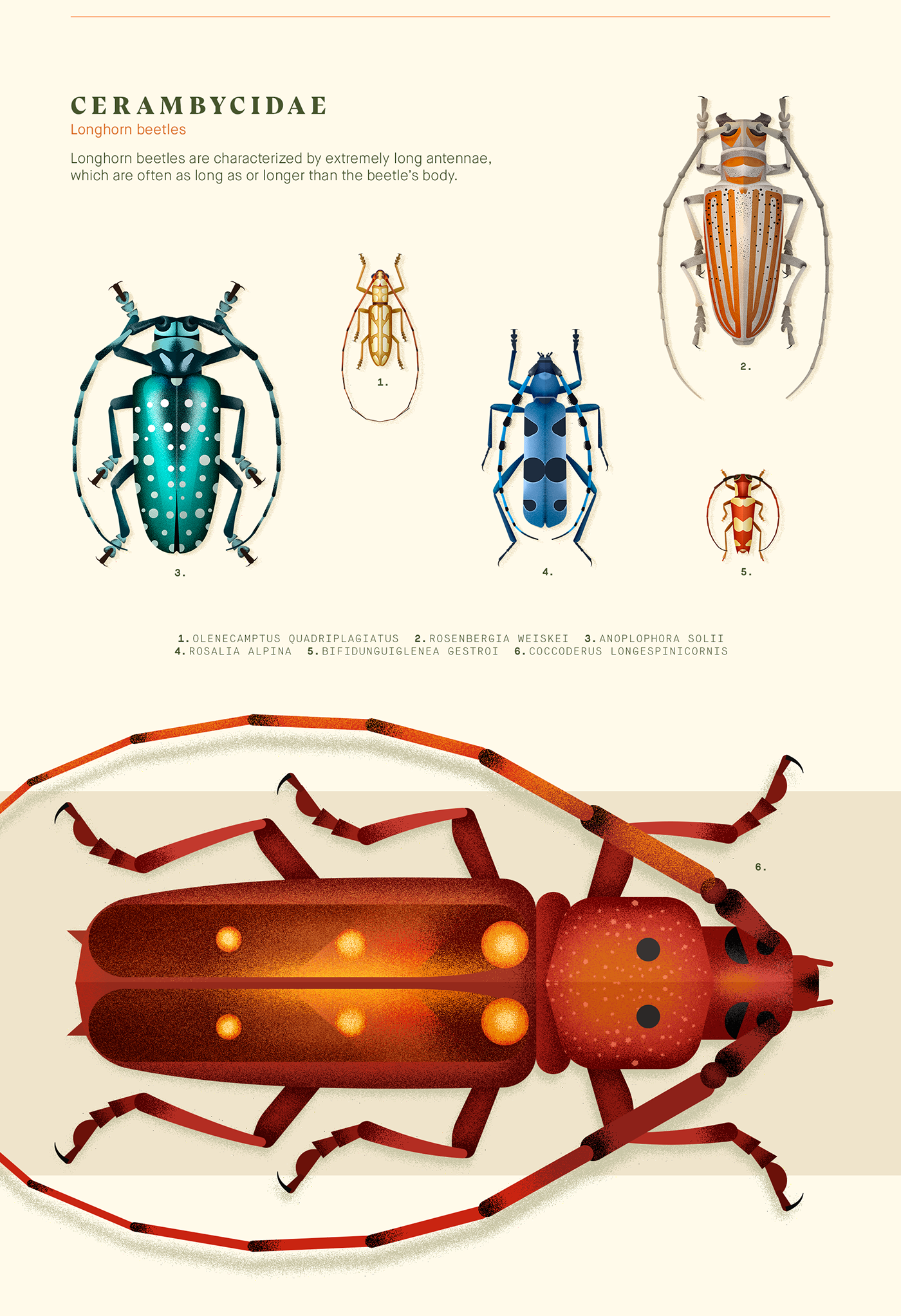 beetles Coleoptera ILLUSTRATION  vector Insects entomology science biology Digital Art  Scarab