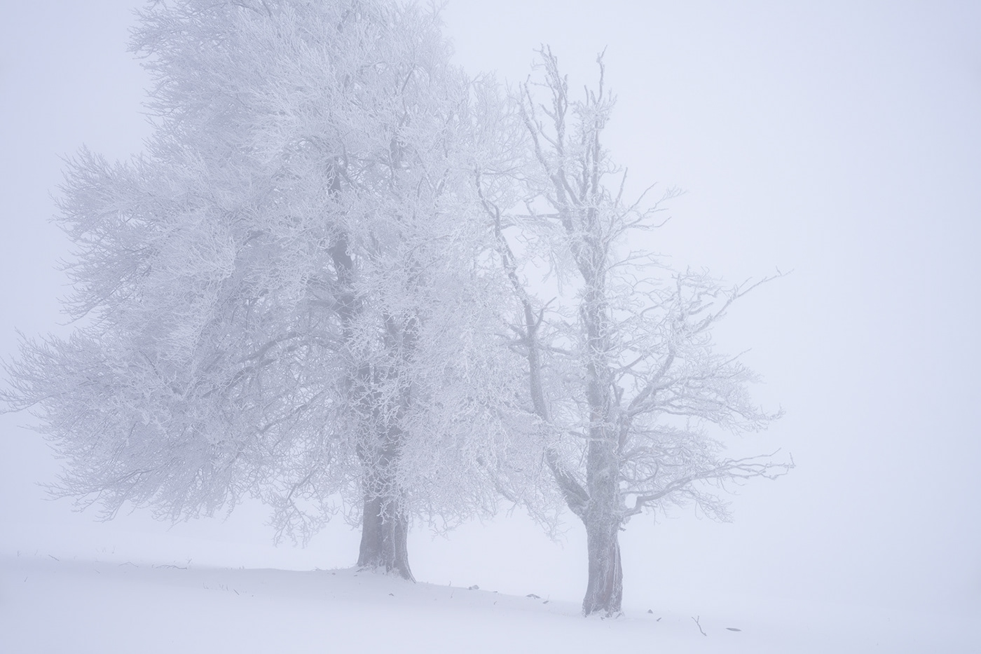 Landscape Nature Photography  snow winter Treescape Grove Beech Tree  hoarfrost whiteout