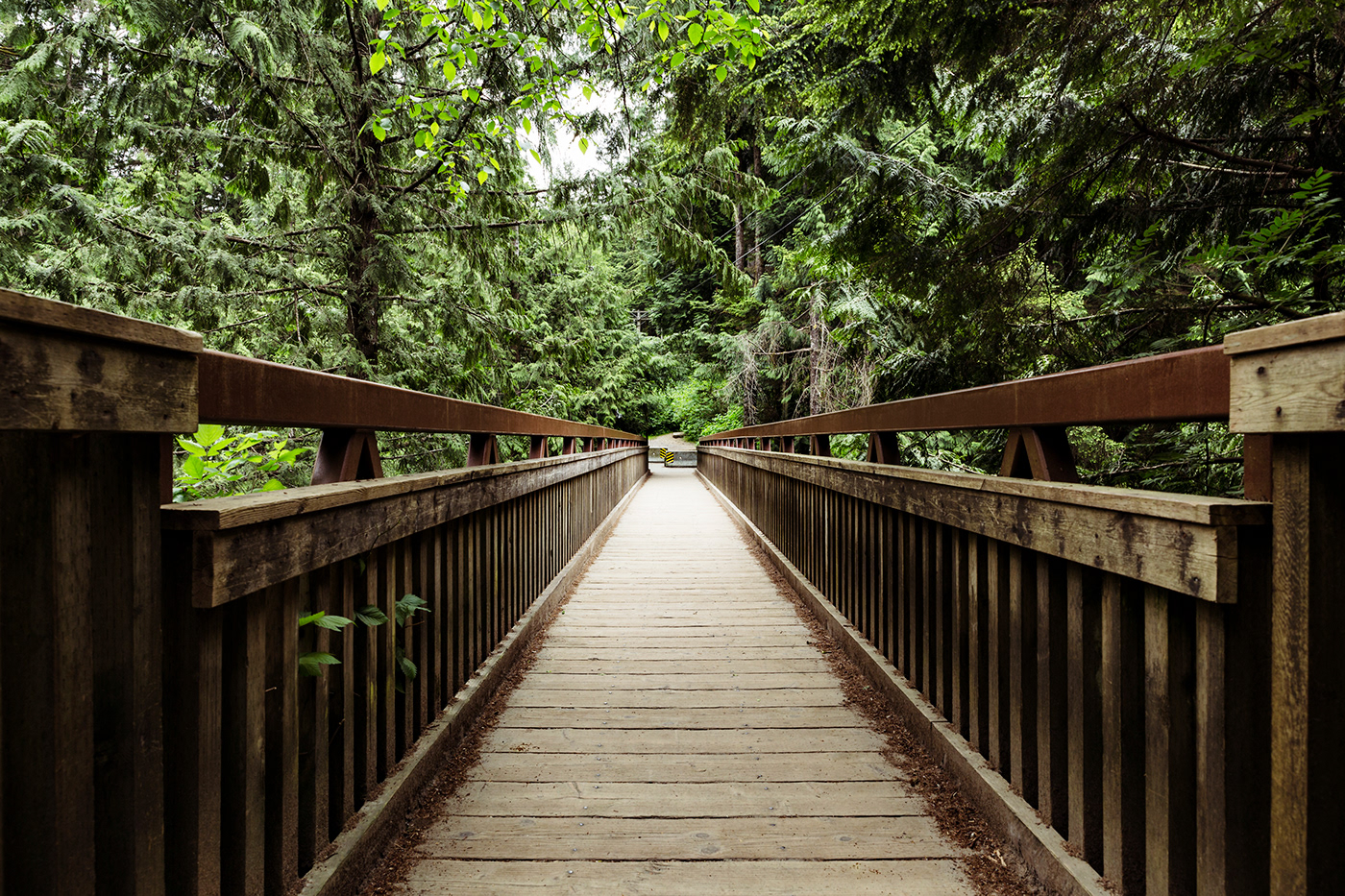 forest Nature Canada vancouver light Canon bosque naturaleza Landscape paisaje