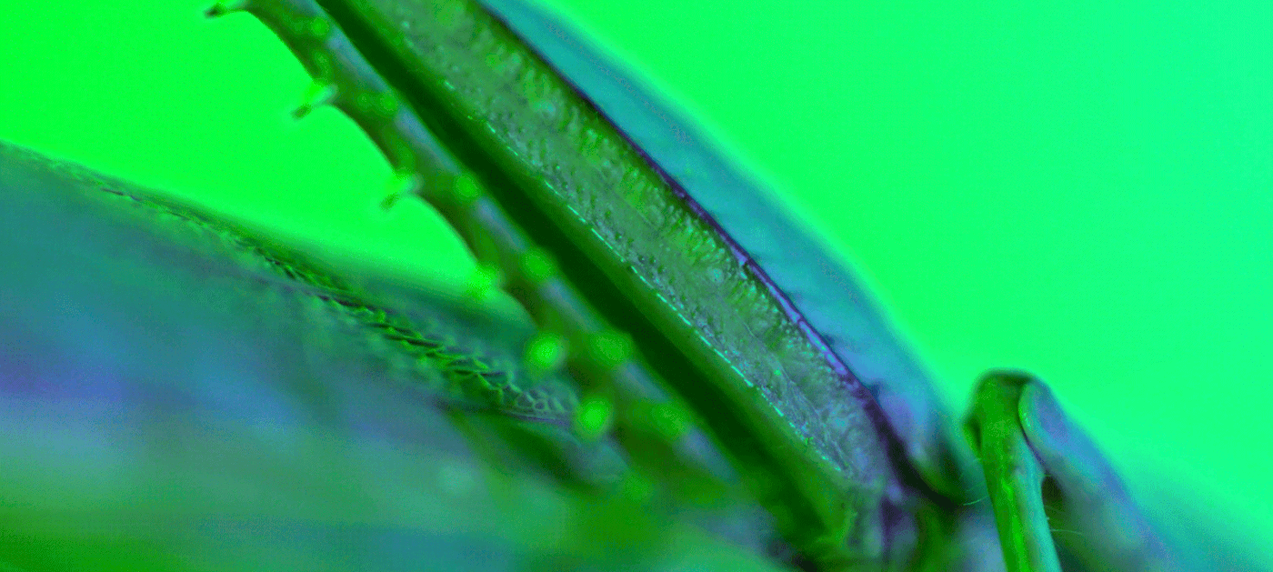 acid Ambient Beautiful bug creature Cyberpunk idm insect neon robot