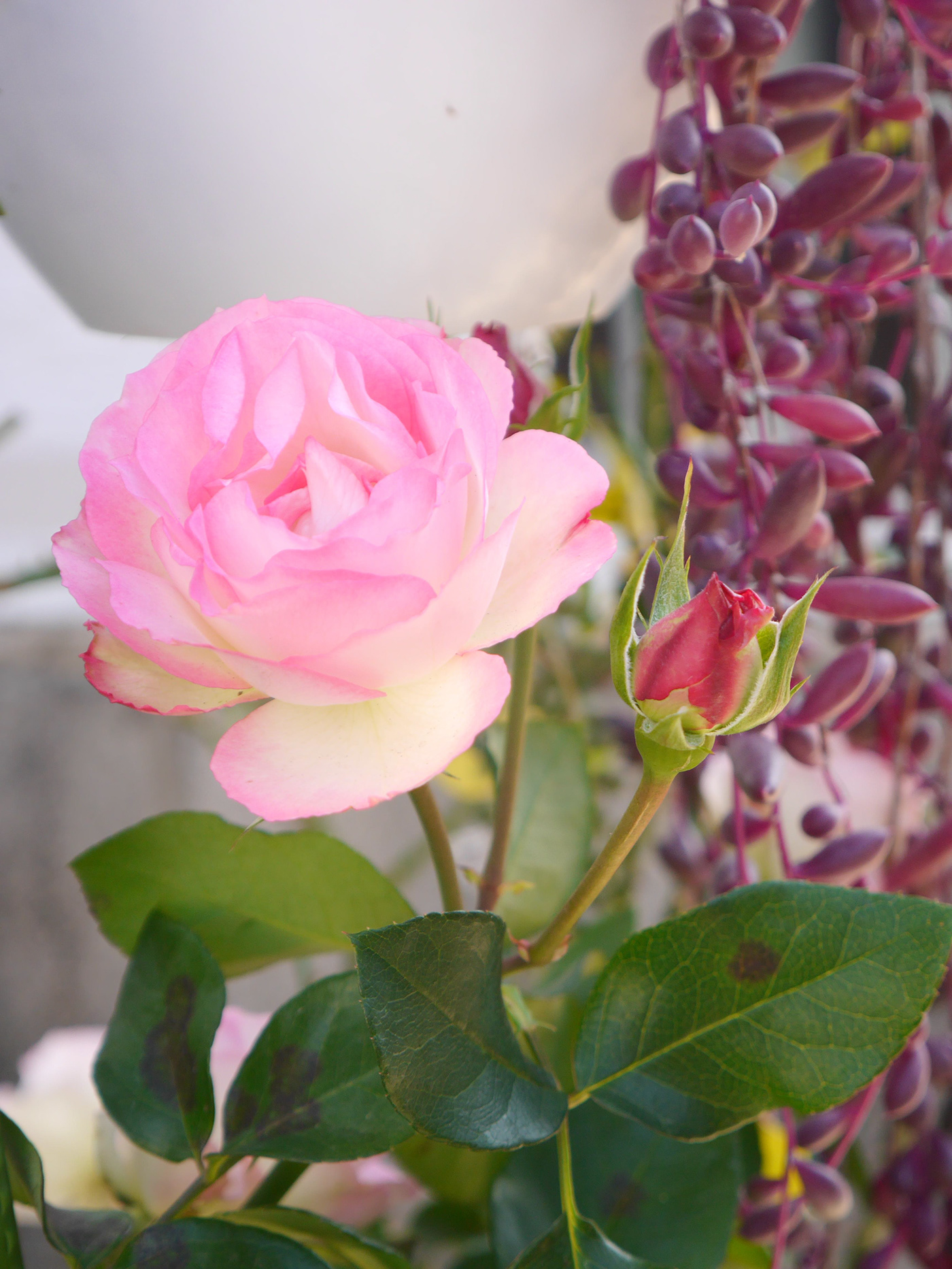 winter flower rose lemon
