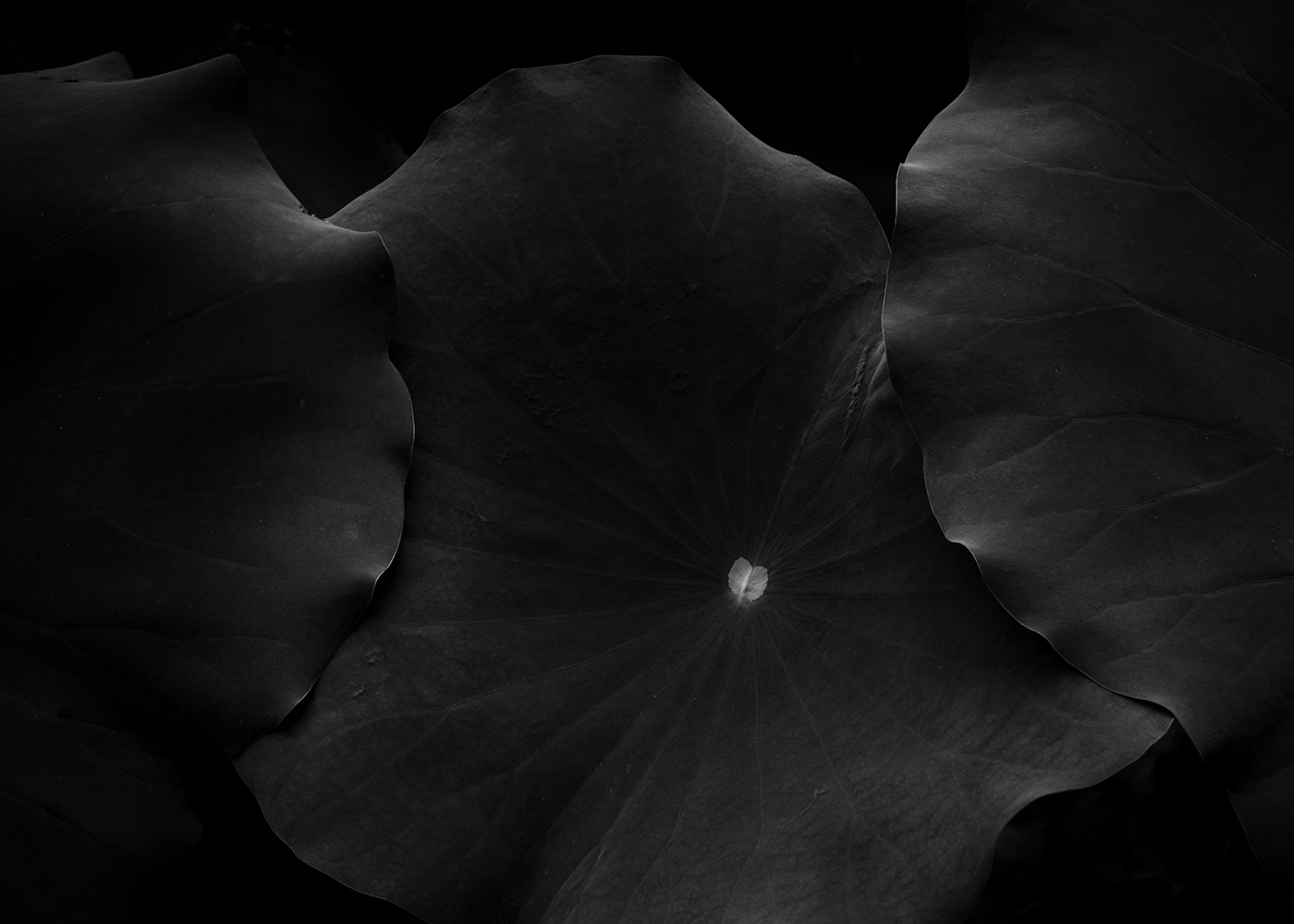 lotus flower Lotus Leaves Nature black and white abstract texture 荷花 荷叶