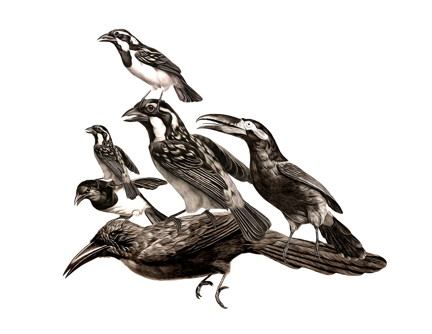 animal aves birds collage Digital Art  fractal ILLUSTRATION  pattern black and white blackbird