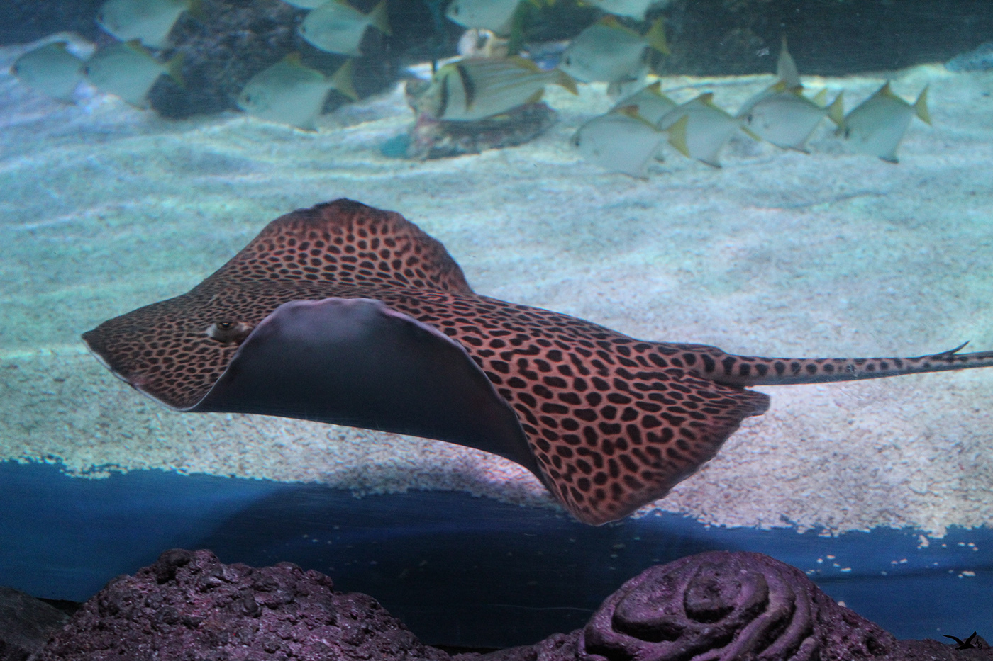 aquarium balloch eel loch lomond scotland sea life seahorse shark skate starfish