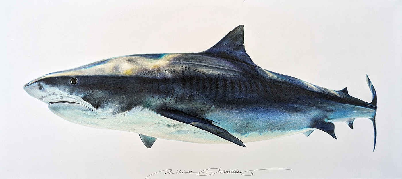 shark dessin réaliste crayon de couleur aquatique marine Requin requin blanc requin tigre