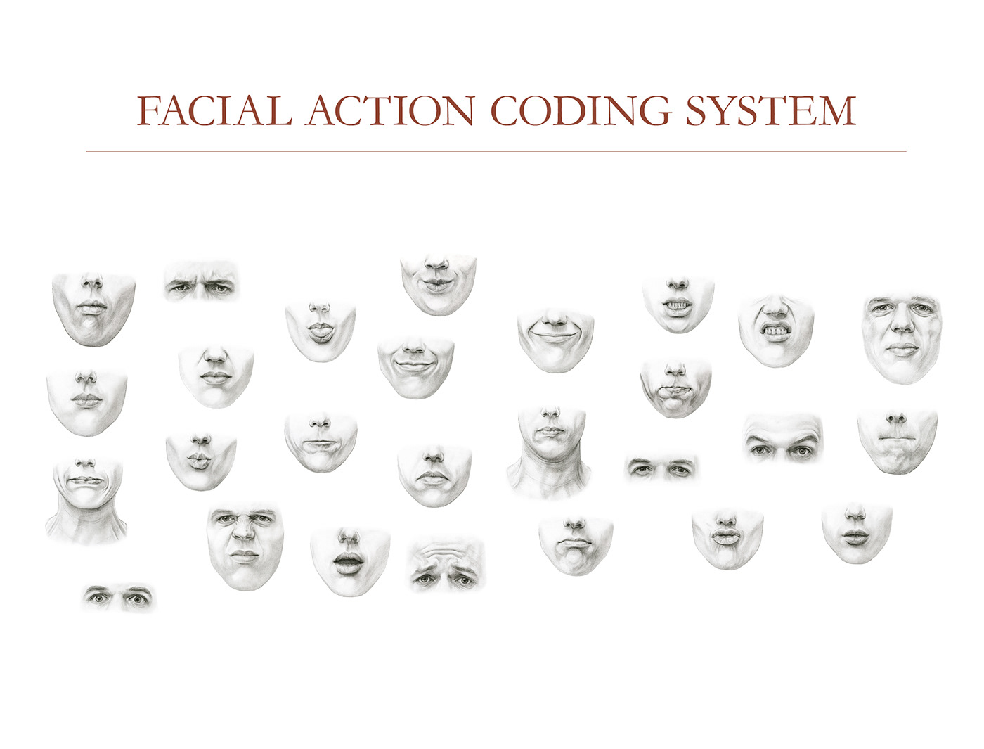 scientific illustration Facial Expression emotion animation  psychology ILLUSTRATION  FACS Drawing  face