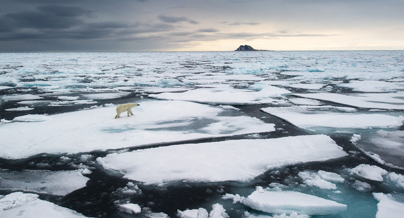 WWF calendar polar bear Global warming non-profit environment ice climate