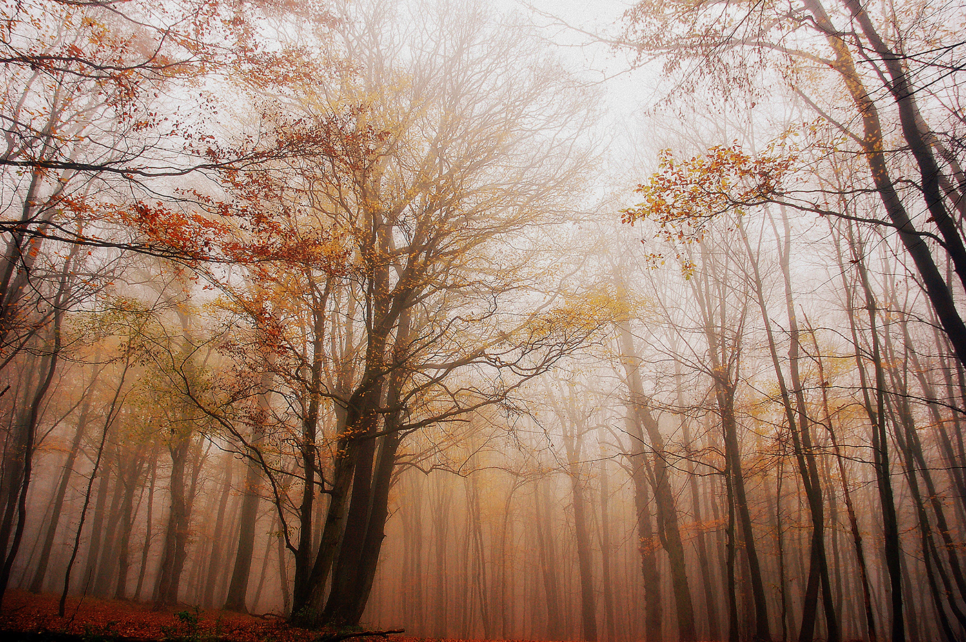 November autumn forest trees colors Carpathians foggy