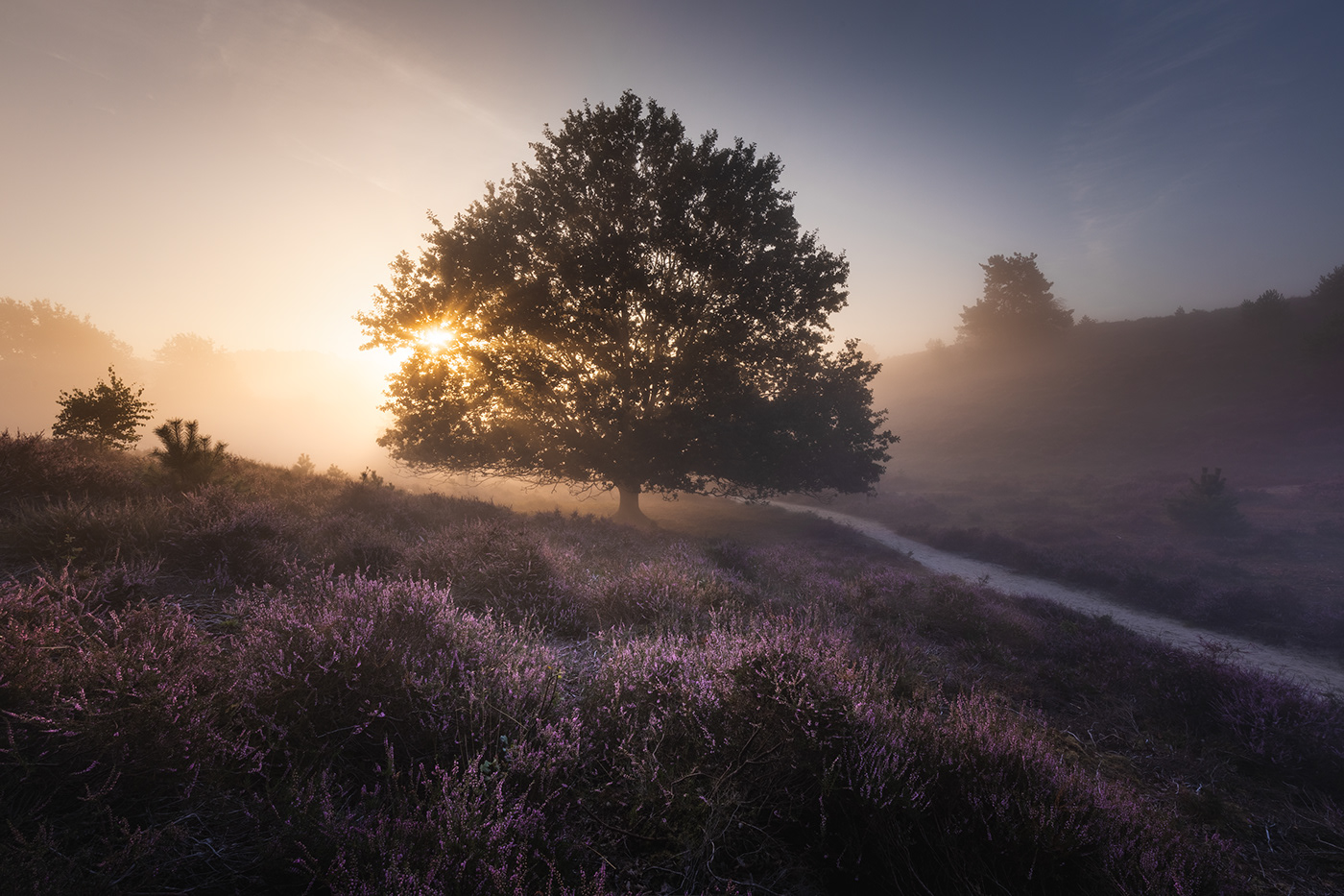 heather Nature Netherlands purple Sunrise