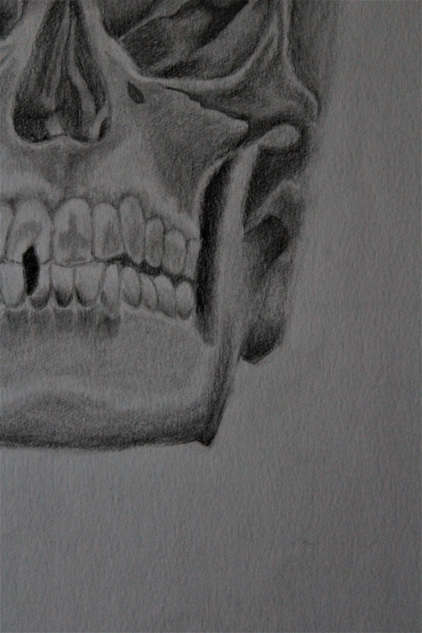anatomy charcoal graphite portrait sketch Drawing  artwork Photography  Cranium skull
