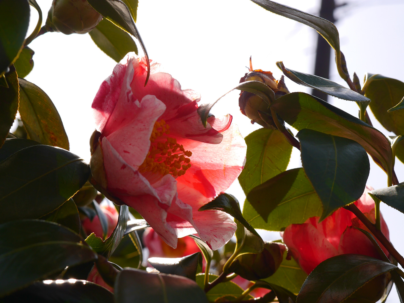 flower Camellia red