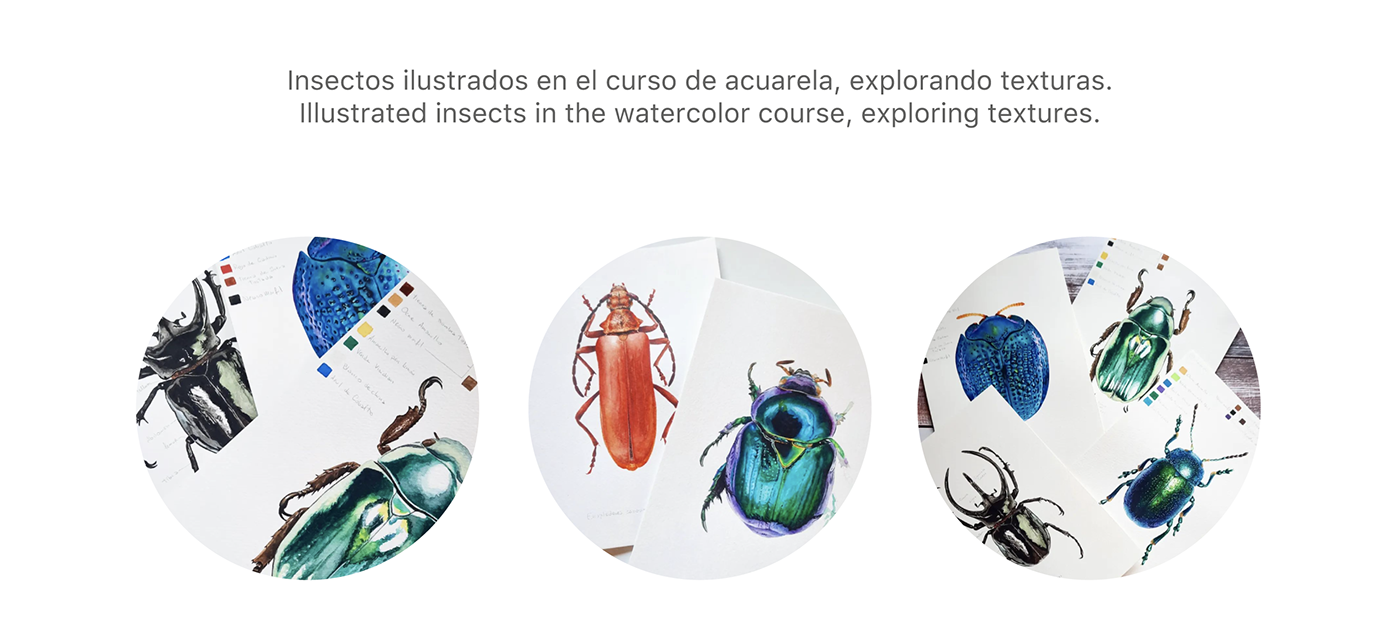 acuarela watercolor artwork entomology scientific illustration Nature textura ilustracion Clases Online coleoptero