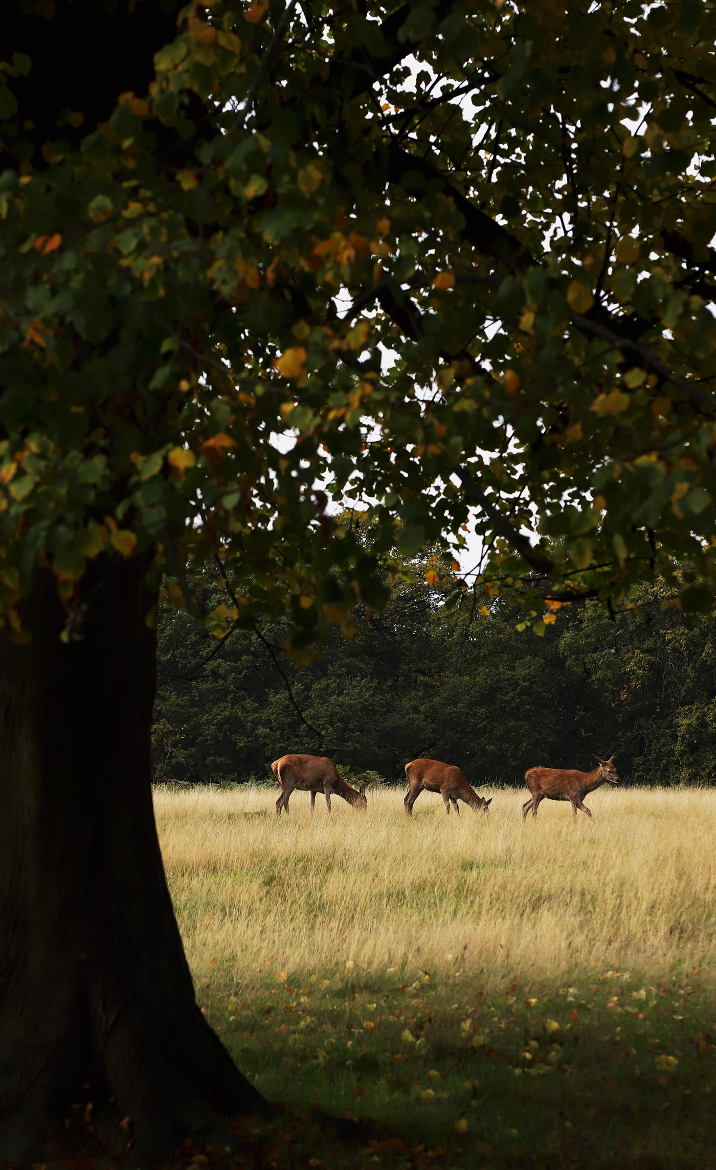 animal deer explore London Park Richmond Travel trees UnitedKingdom