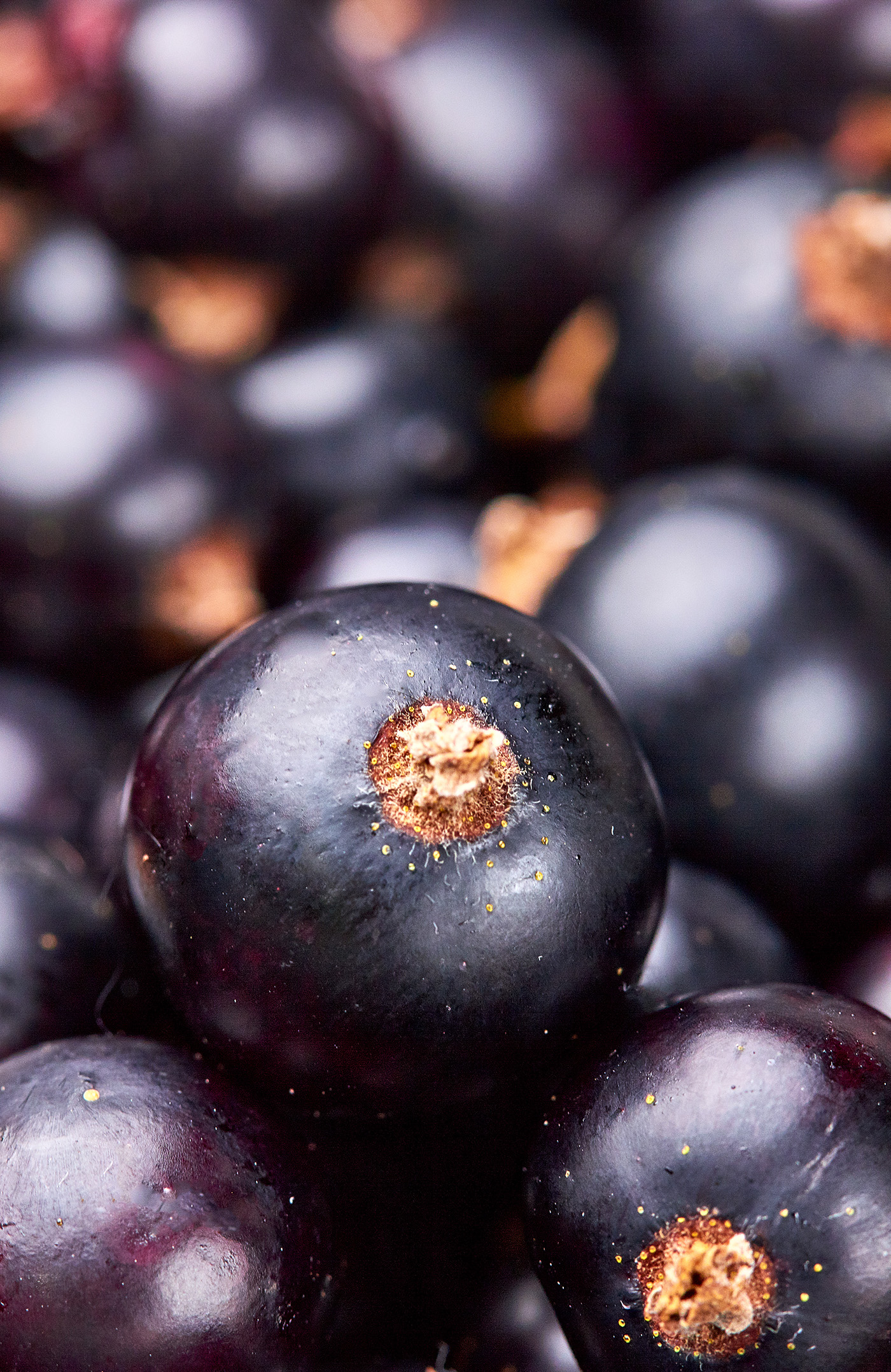 berries wet fresh currant black purple