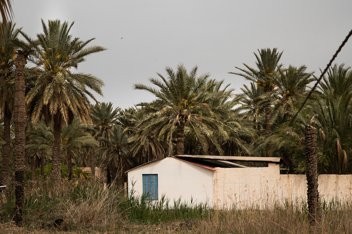 africa climate change Documentary Photography environment gabès oasis photojournalism  storytelling   Travel tunisia