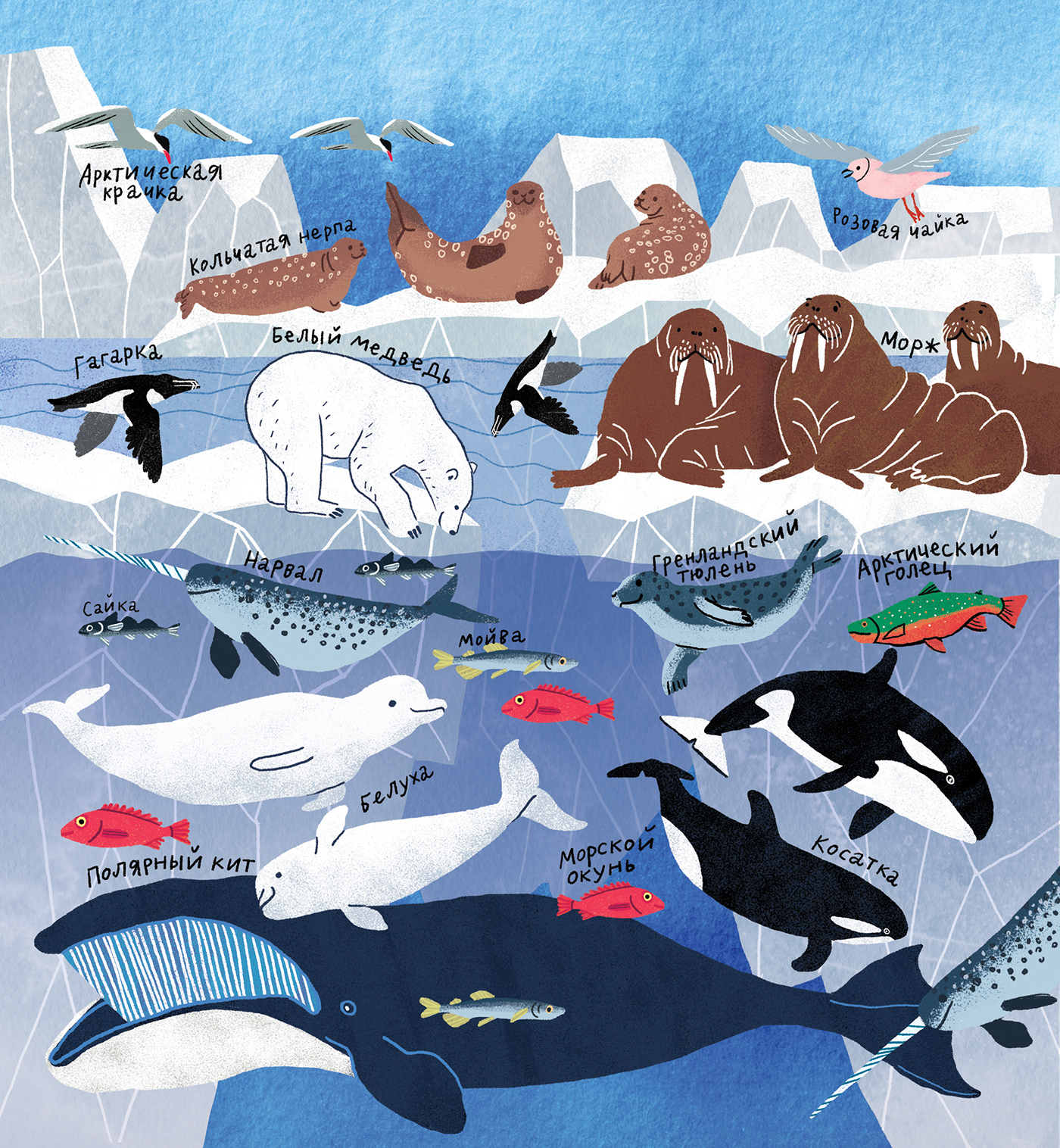 activity activity book animals book children design Education ILLUSTRATION  Ocean sea