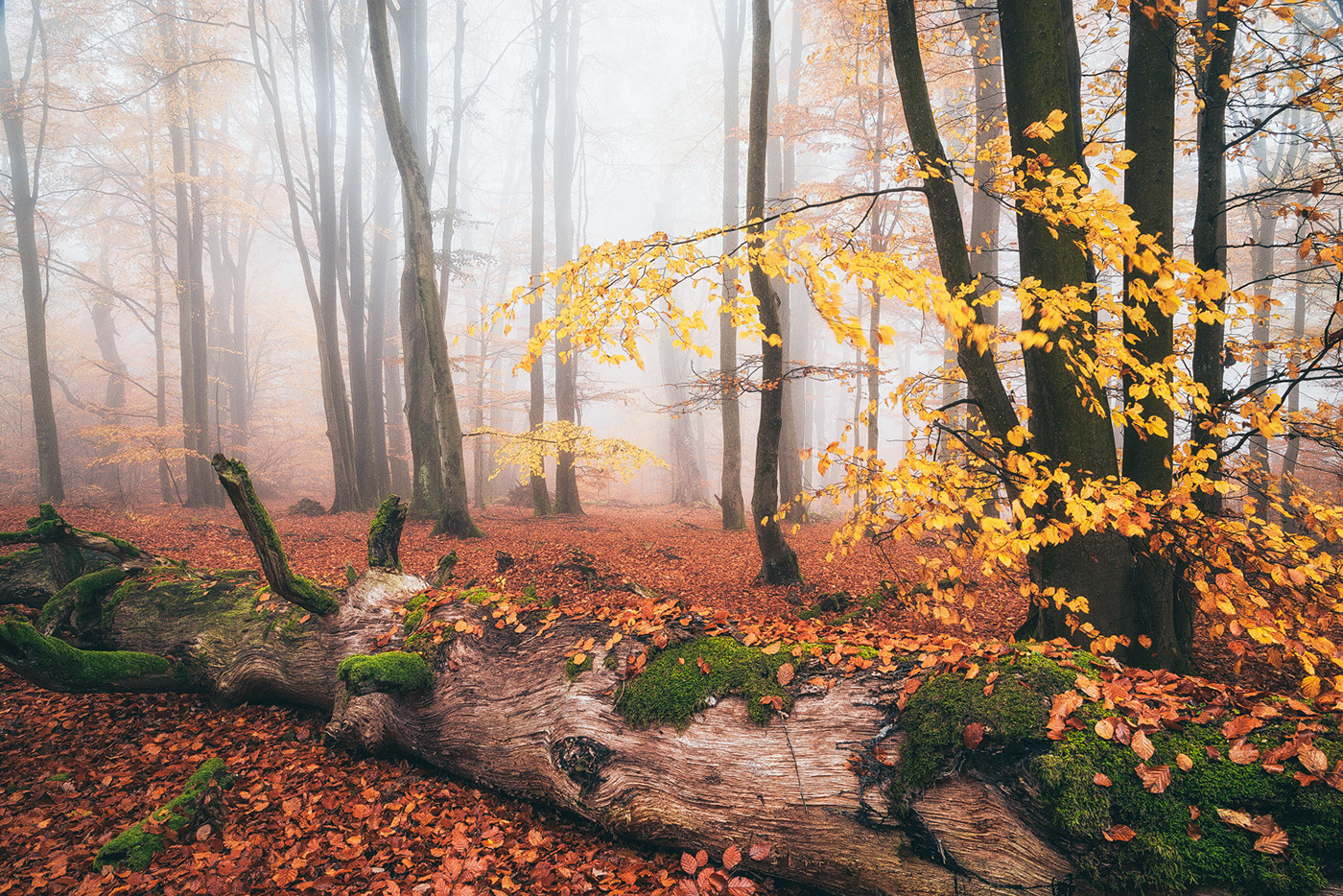 forest wood trees fog mist mood Nature autumn Fall