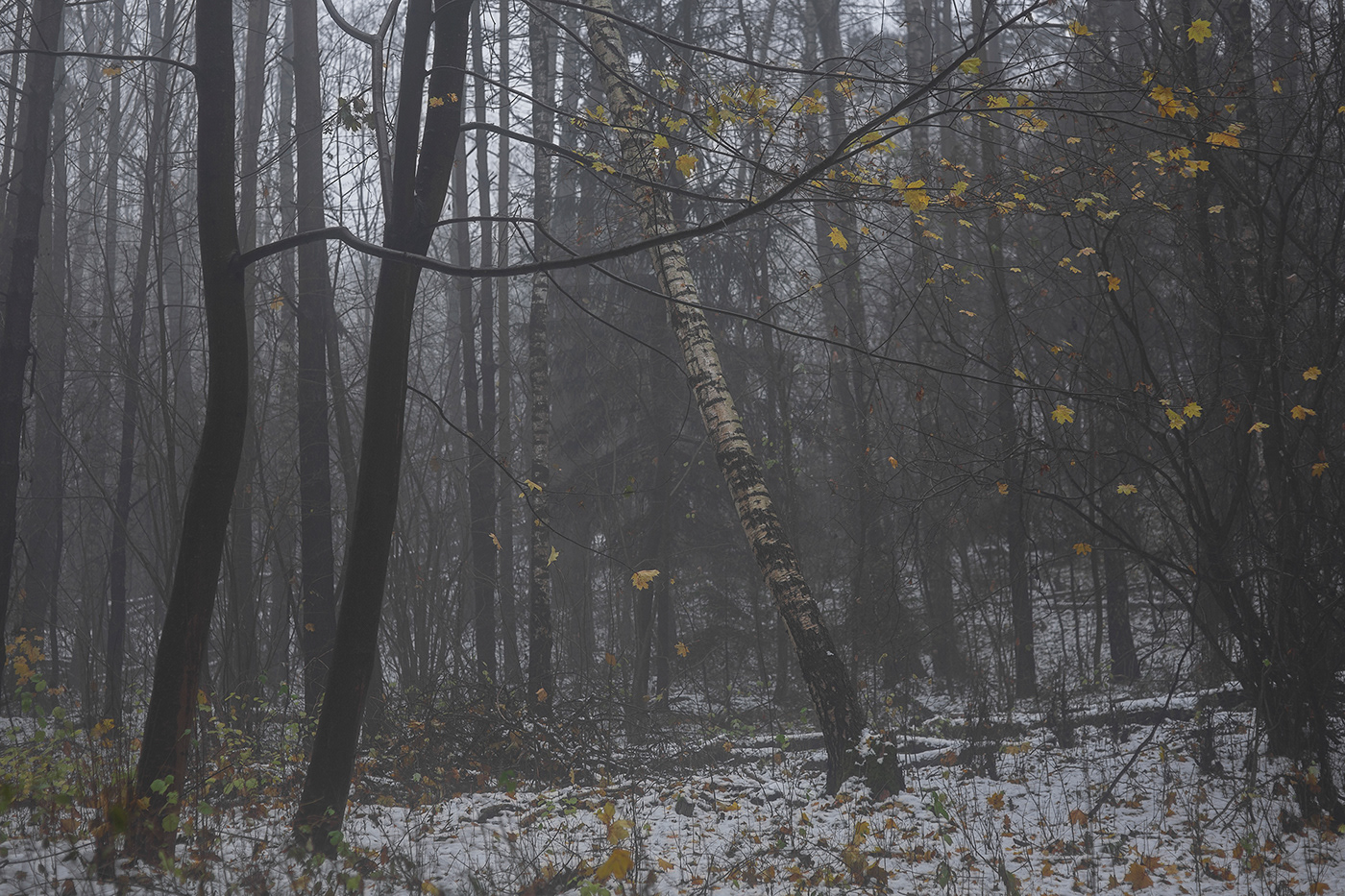 fog Fog landscape forest lietuva lithuania Mindaugas Buivydas mist Sad Nature trees Winter landscape