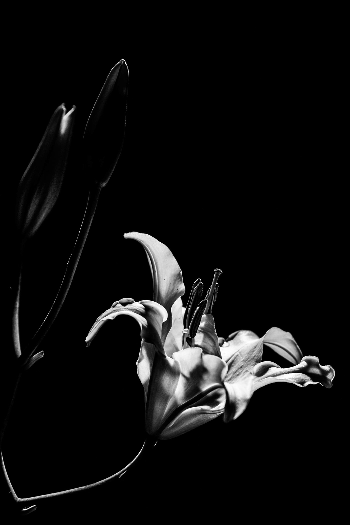 #still life #photography#flowers#abstract#black and white#university Project #presets Editing 