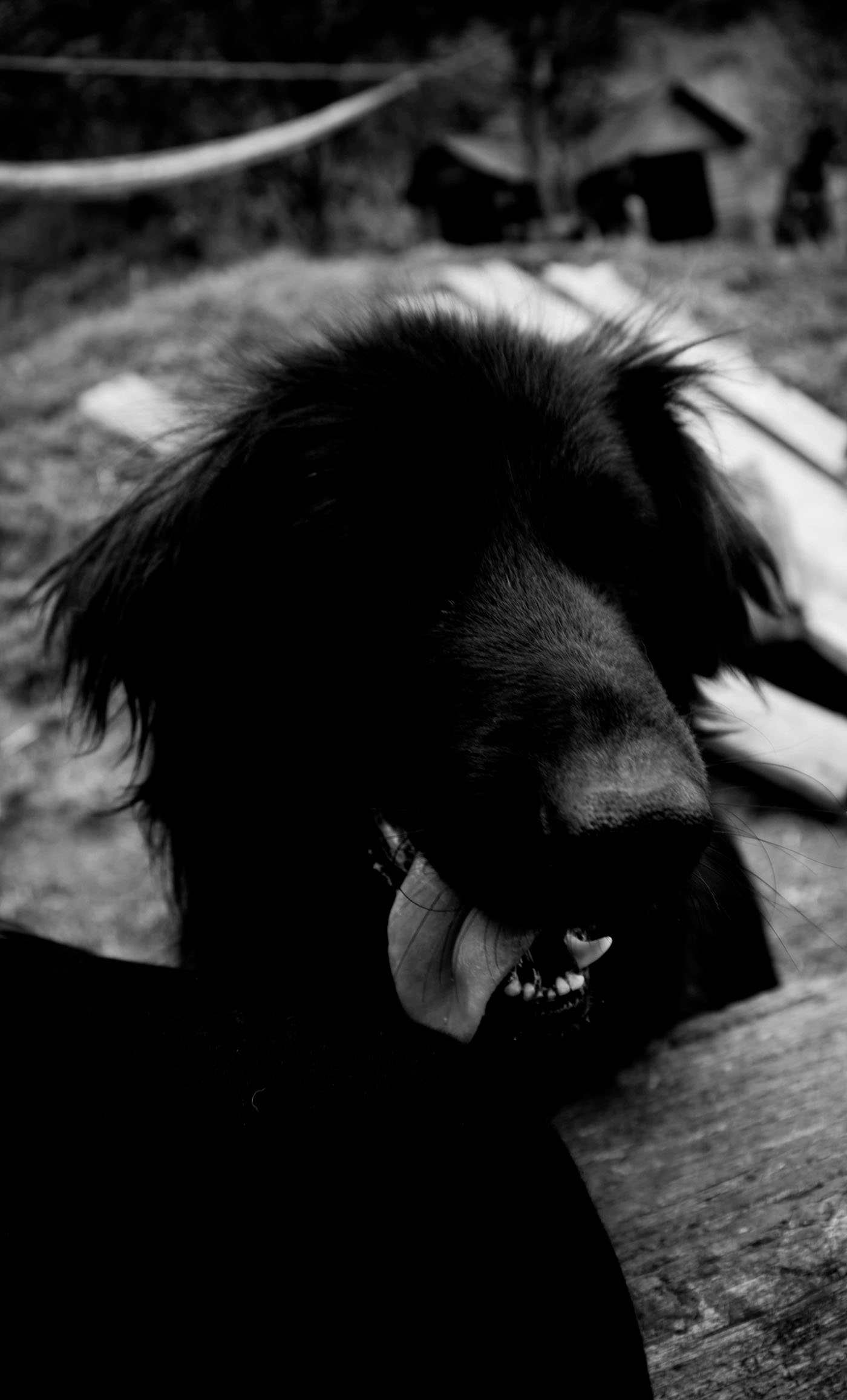 criollos Fundación San Roque Fotografia perros colombia adopción dogs