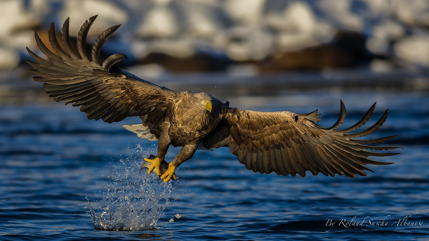 sea eagle Seeadler wildlife Birds of prey raubvogel animal animals tiere tier natur photography natur pic