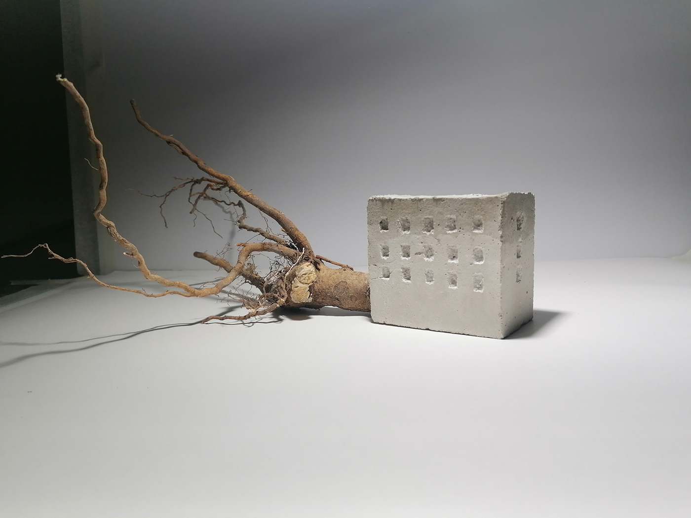 building concrete roots Environnement