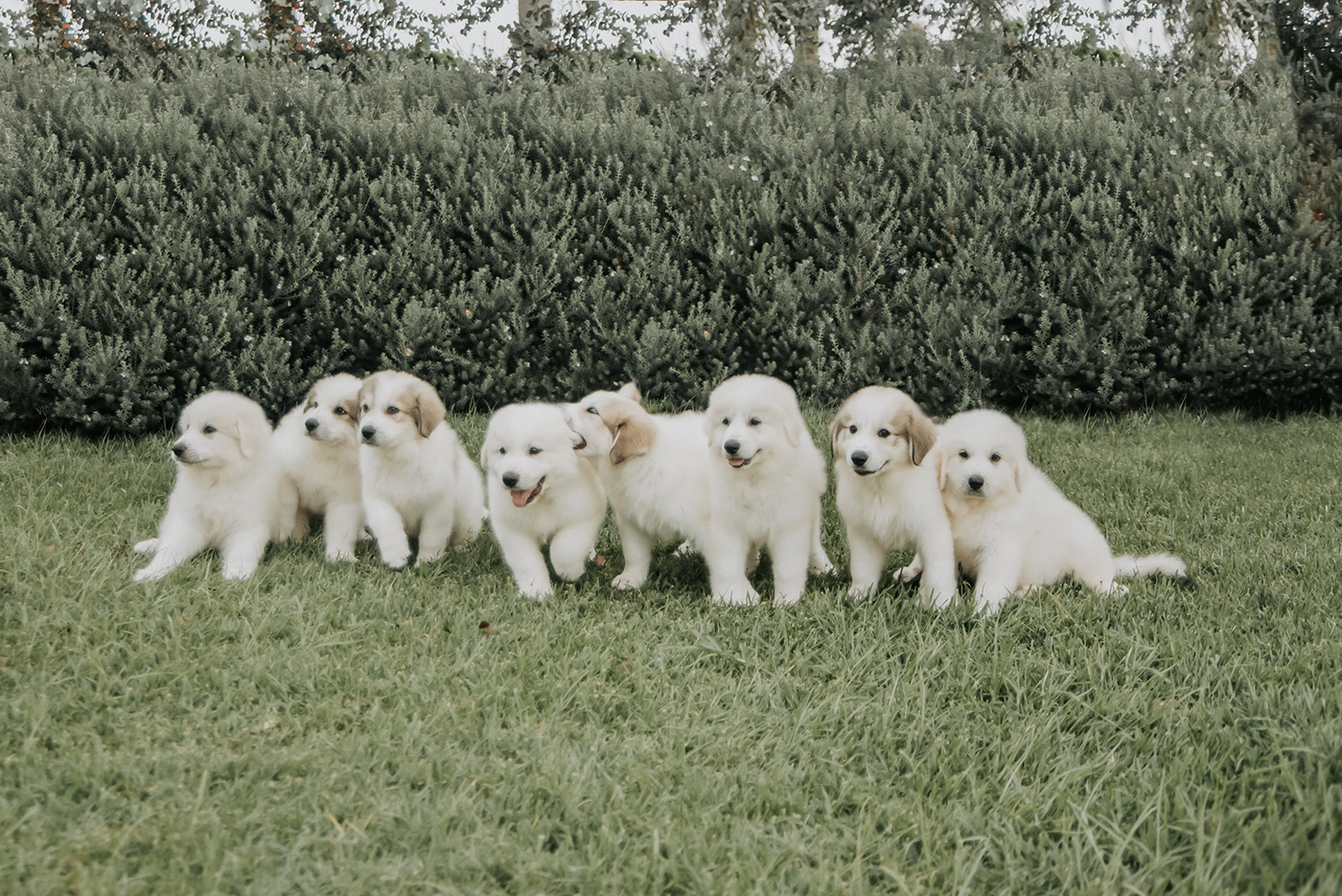 dog puppy cute Pet animal Puppy Love paws doglover great pyrenees mom dog