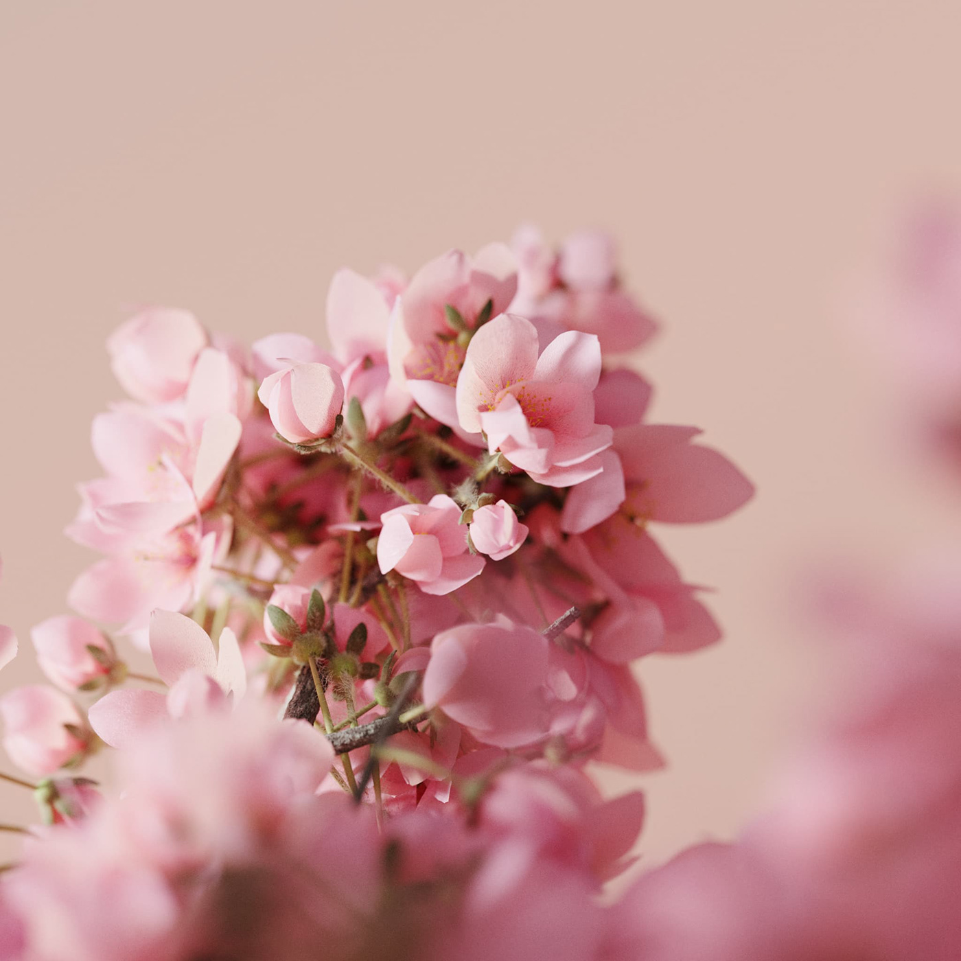 3D art Cherry Blossom digital Flowers generative Procedural sakura