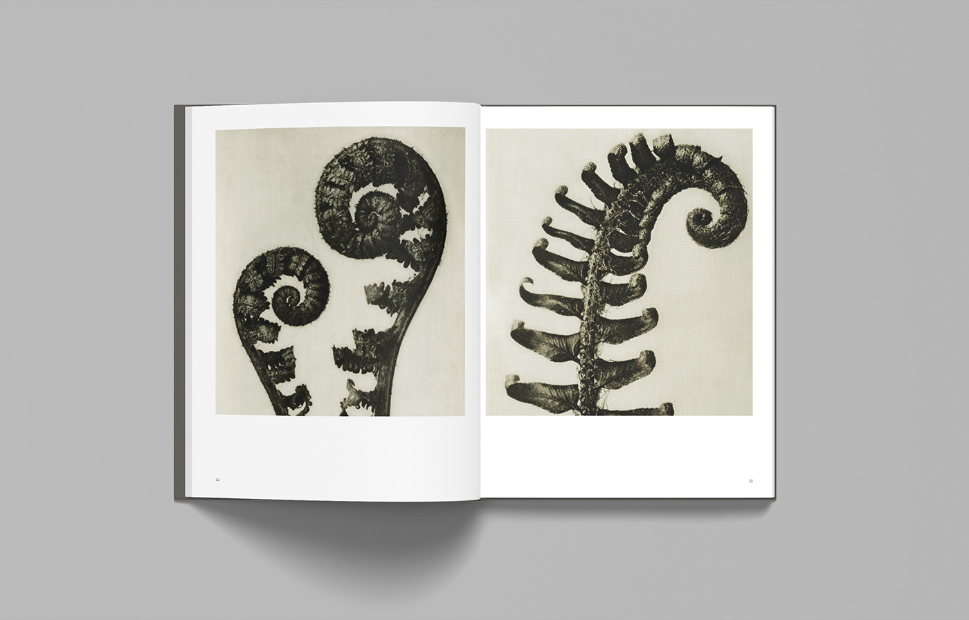 book book design design editorial editorial design  graphic design  Layout Design