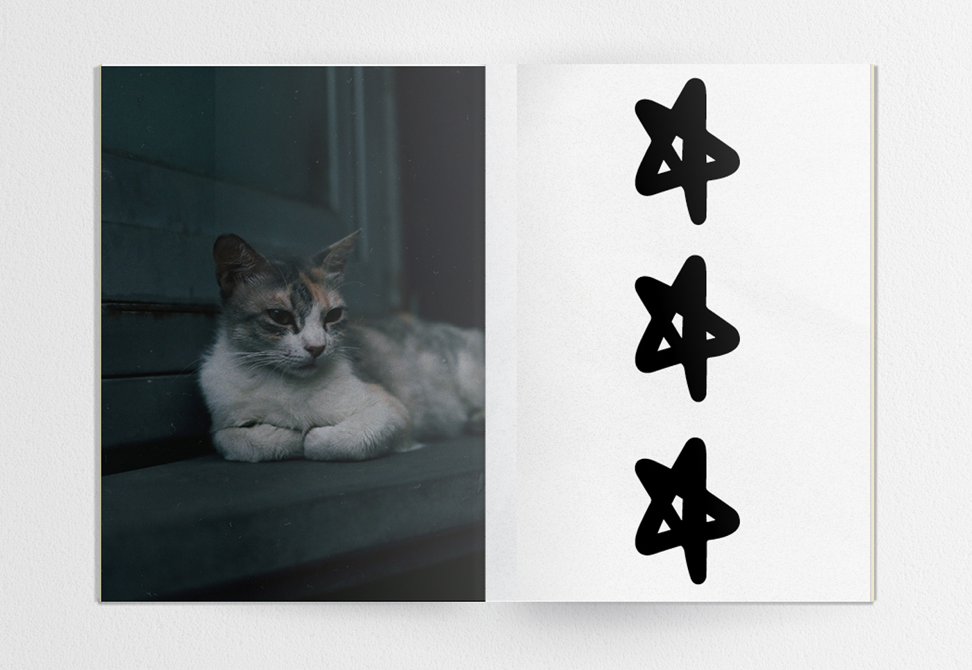 Zine  magazine book print Graphic Designer Photography  photobook book design typography   Cat
