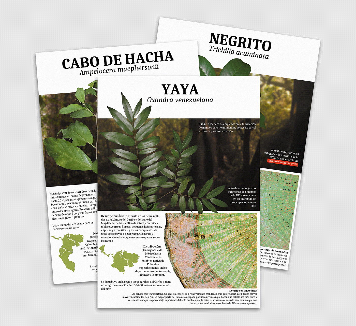 plant poster infographic information design Plant anatomy poster Bosque seco tropical plant anatomy seedlings tropical dry forest