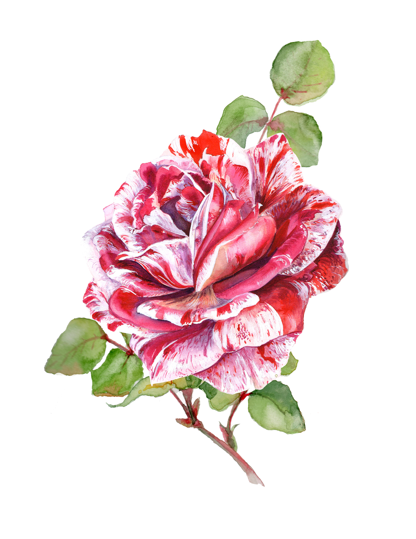 Red rose botanical painting. on Behance