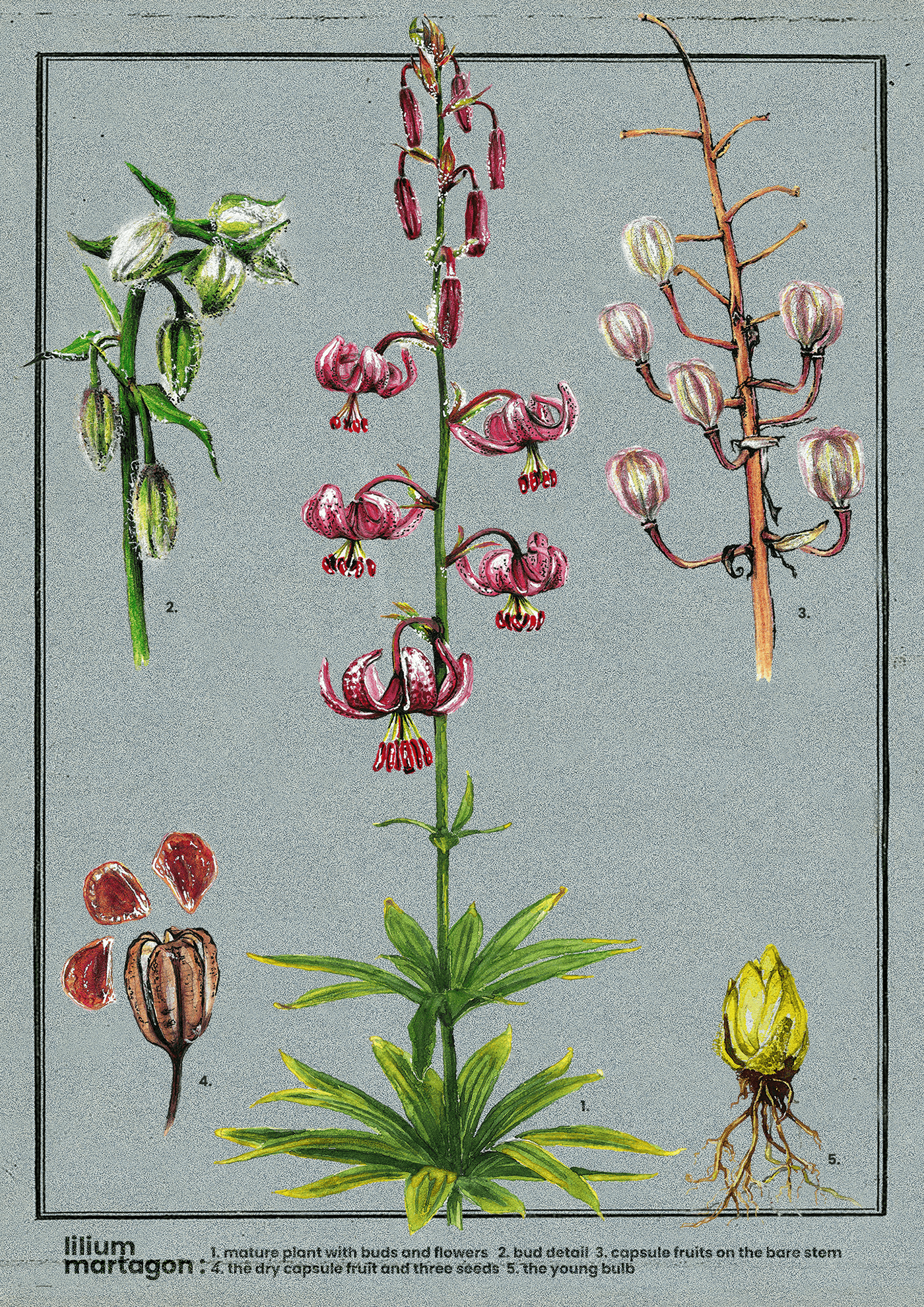 nativeplants biodiversity botanical illustration mixed media Bioma biomaterrestra antropoflora martagon lily turkscaplily