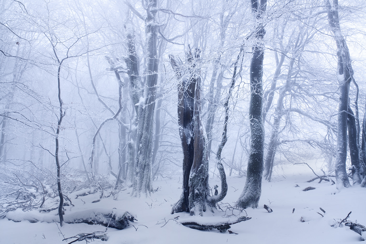 Beech enchanted fairytale forest frozen hoarfrost mist snow Treescape winter