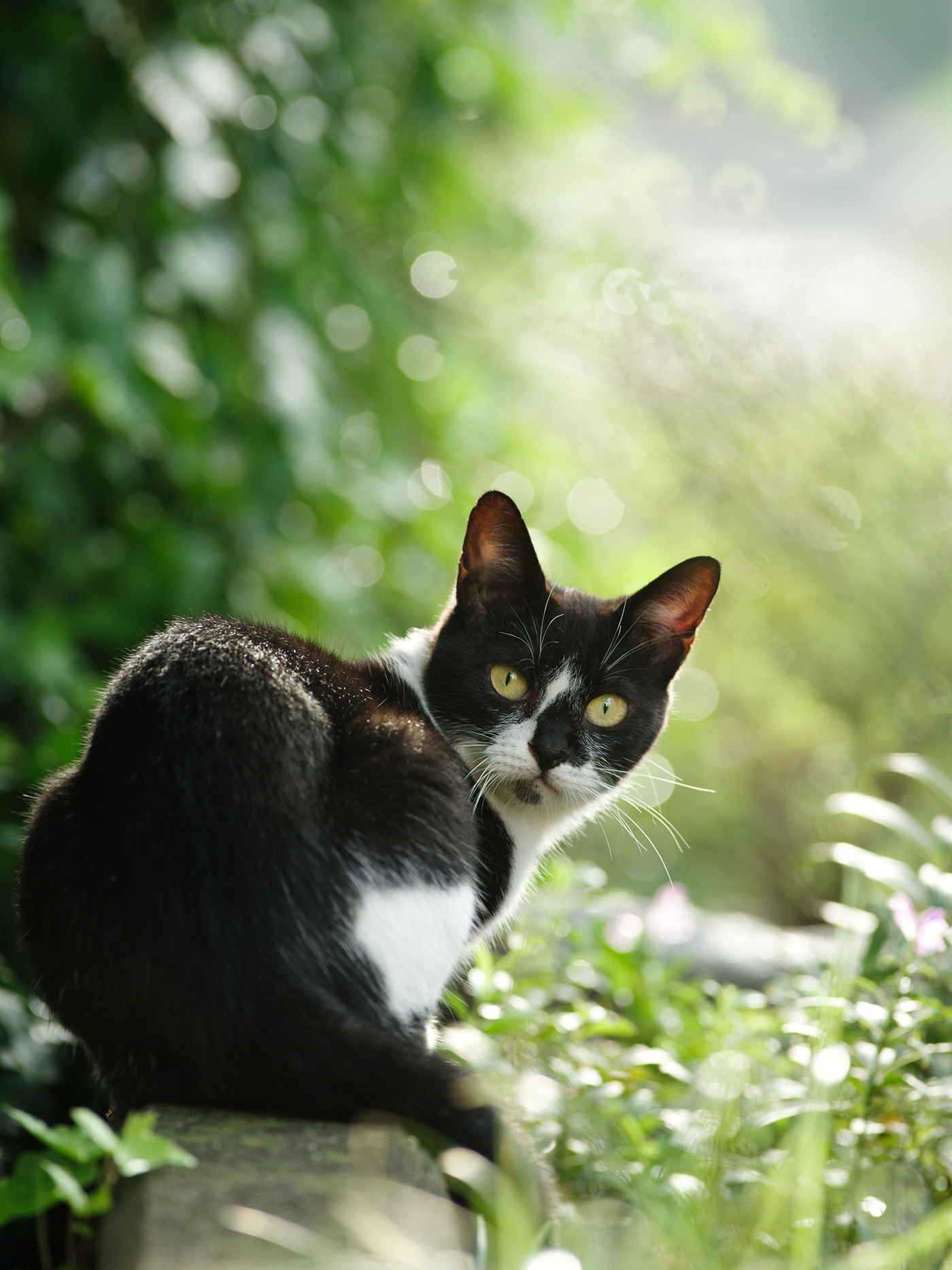 Cat Photography  portrait animals