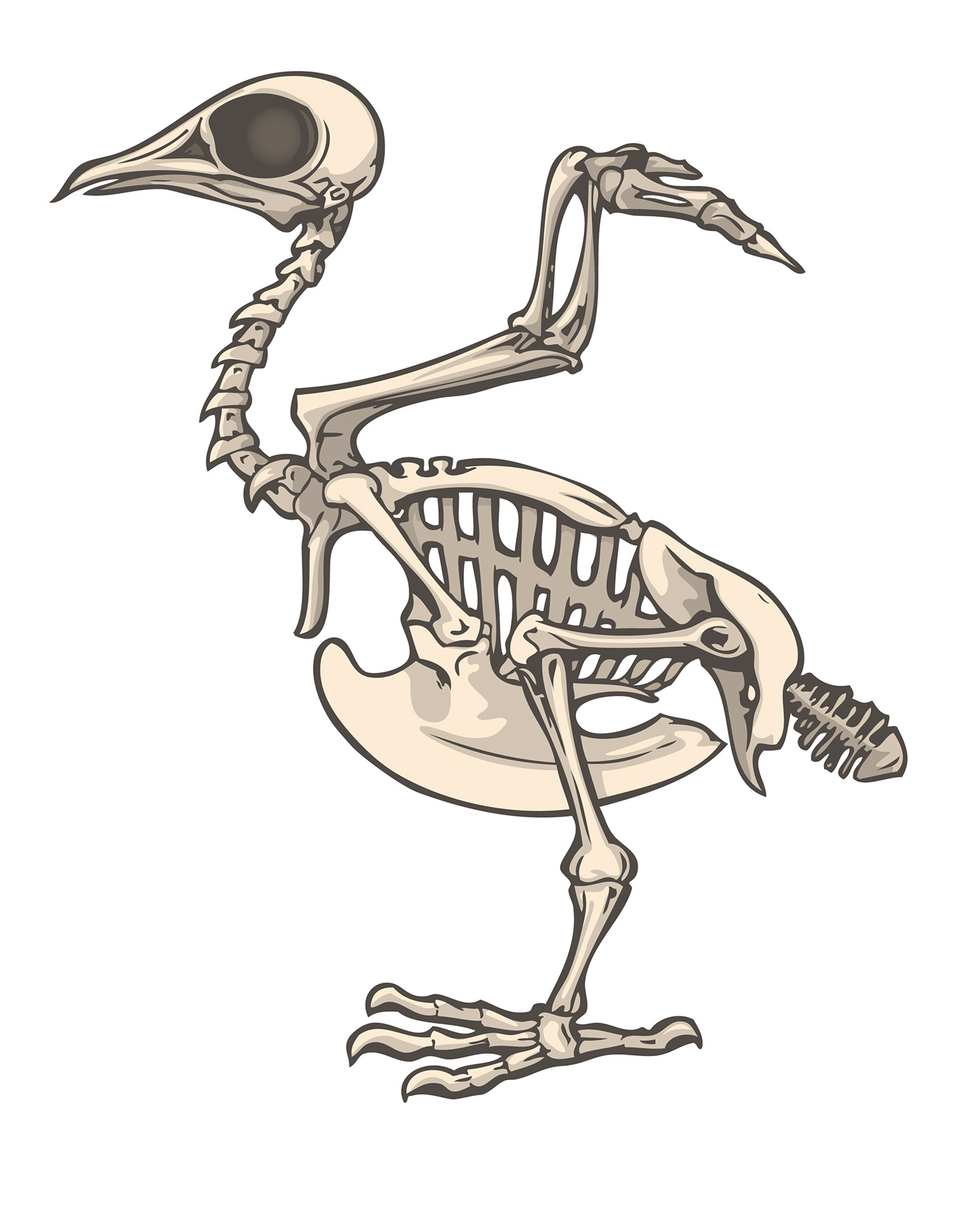Скелет птиц приспособлен у птиц кости. Строение скелета птицы без подписей. Скелет птицы биология. Строение птицы скелет для детей. Скелет кряквы утки.