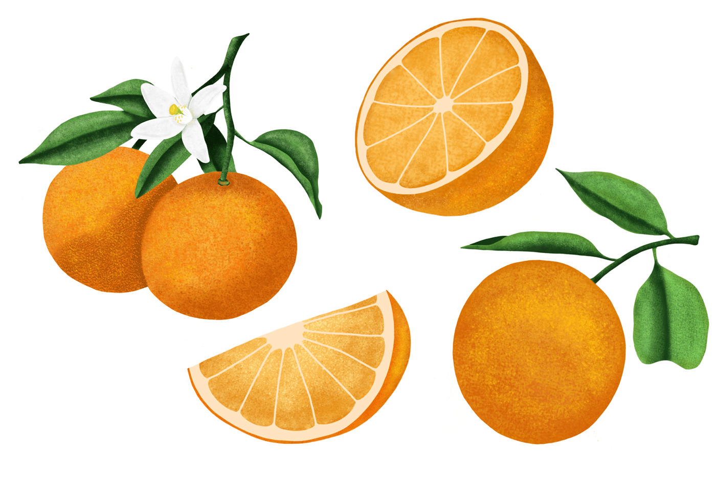 Fruit Packaging ilustracion naturalist Ilustração frutas labels orange naturalista