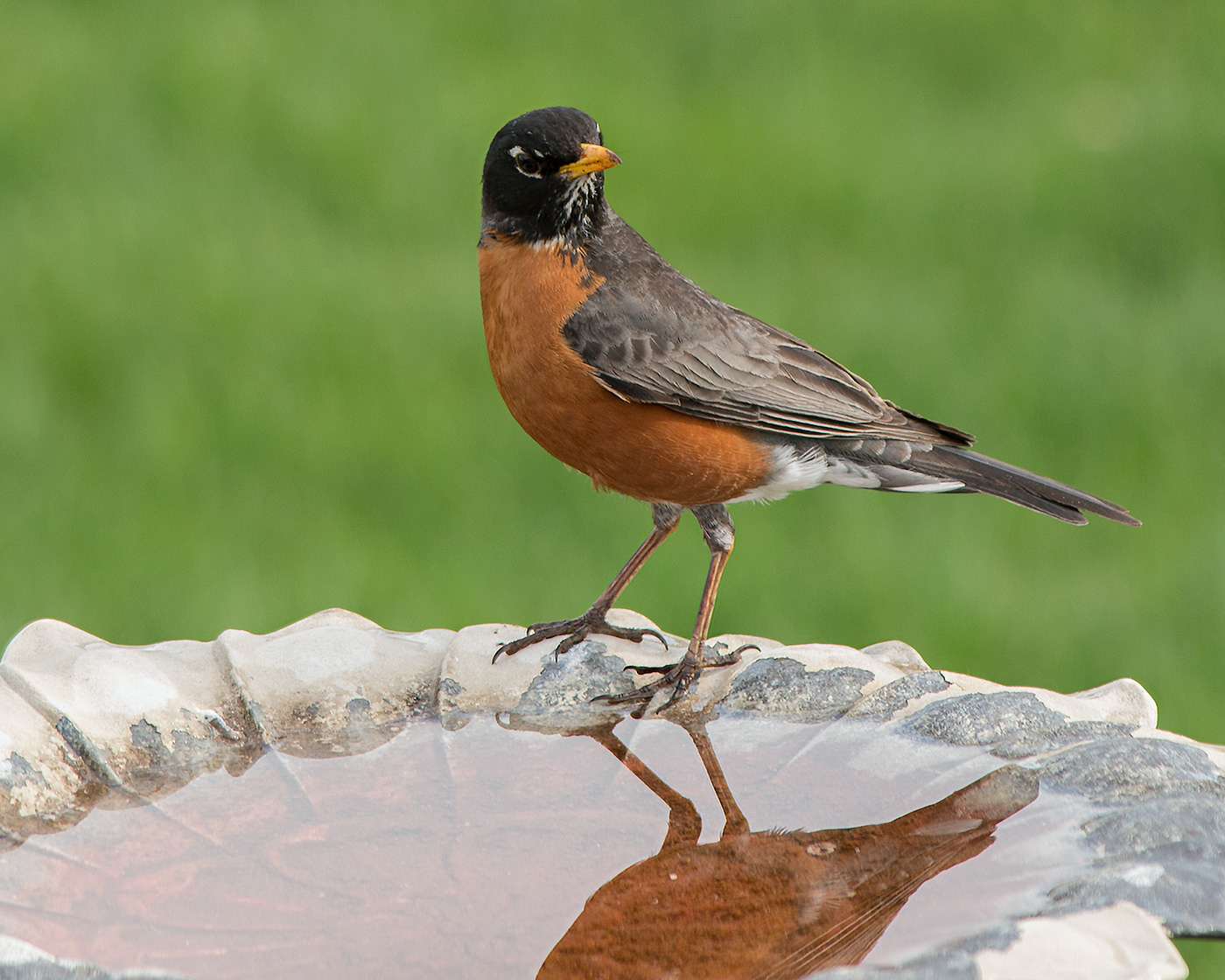 A robin standing tall and proud at the water dish.