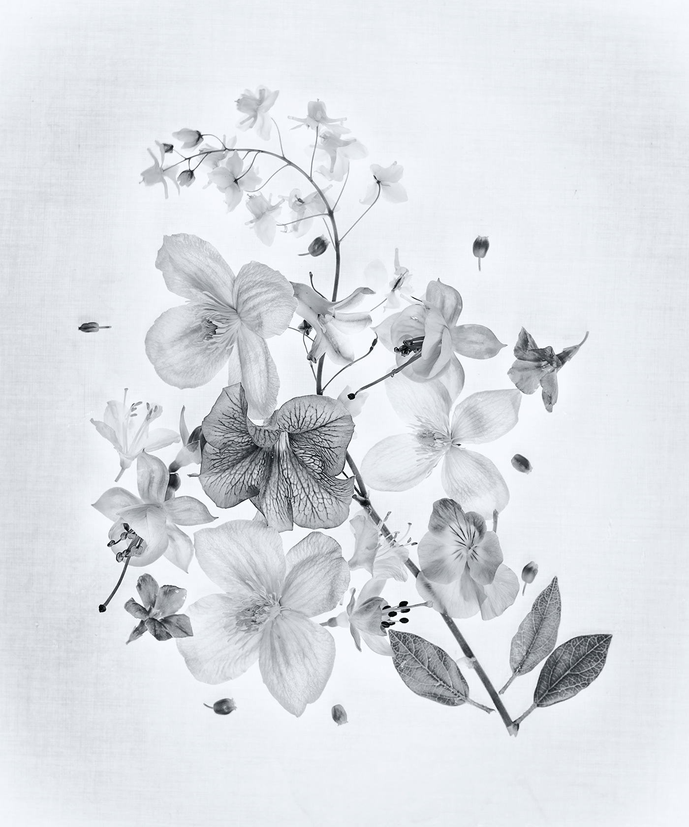 black and white Monochromatic fine art Botanicals macro nature photography HDR